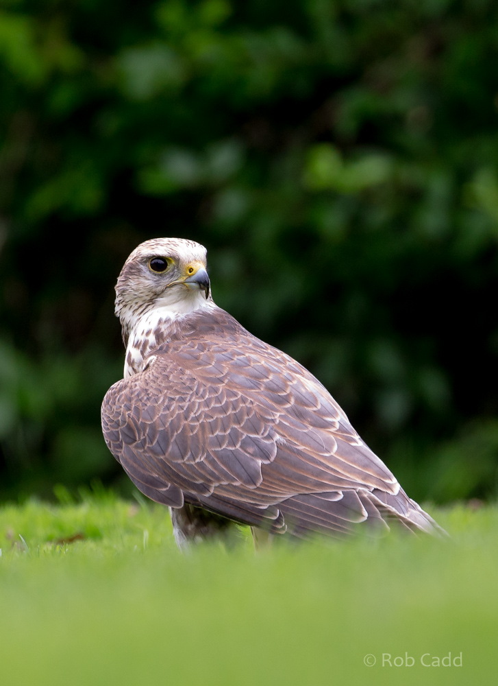 Saker falcon : Cotswold Falconry Centre : 04 Sep 2020