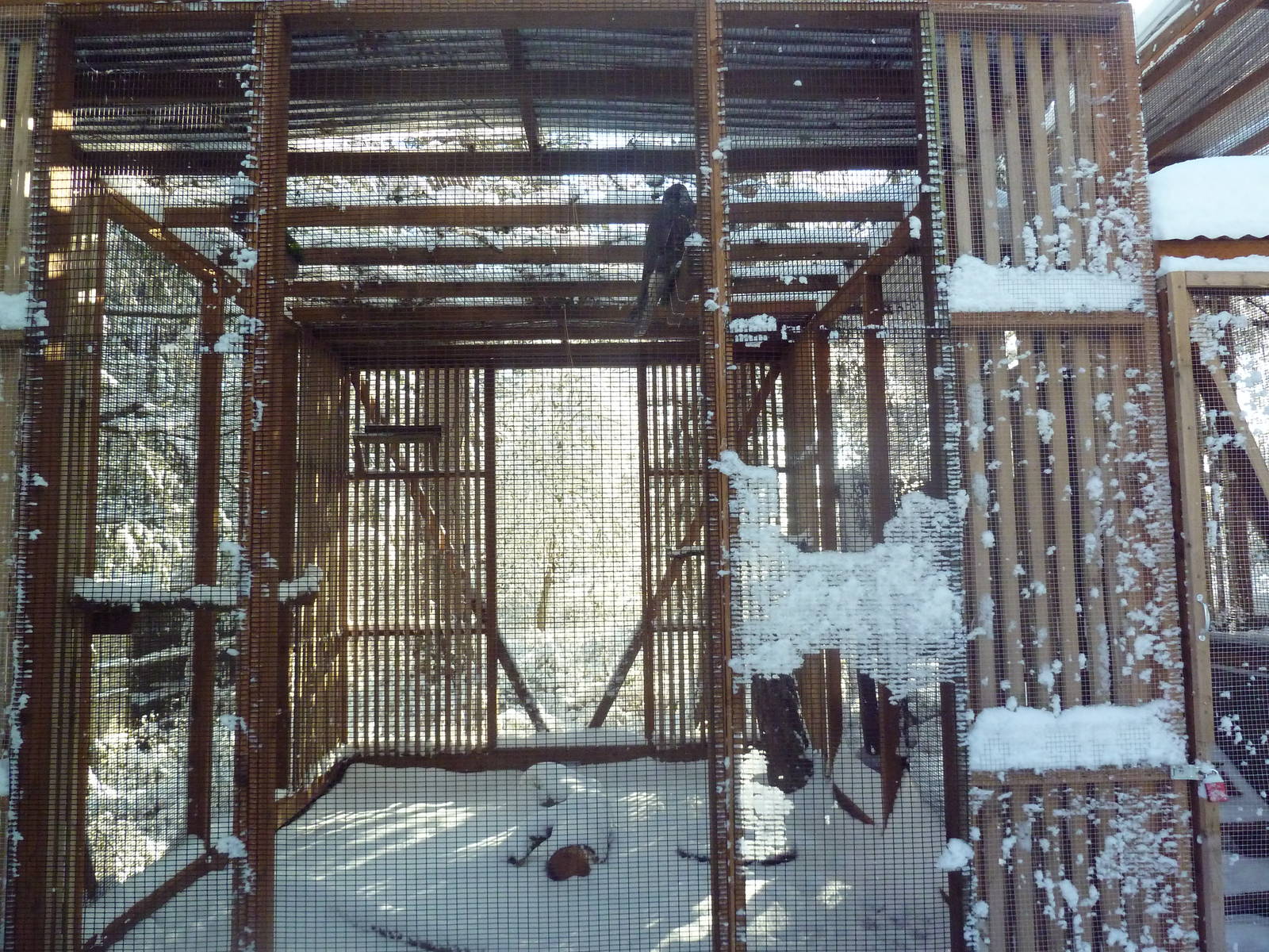 Saker Falcon Exhibit