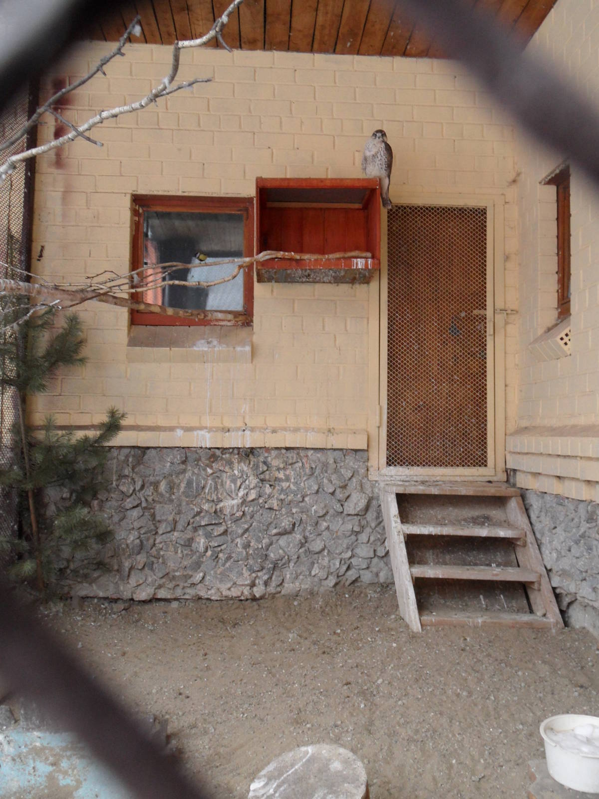 Saker falcon exhibit