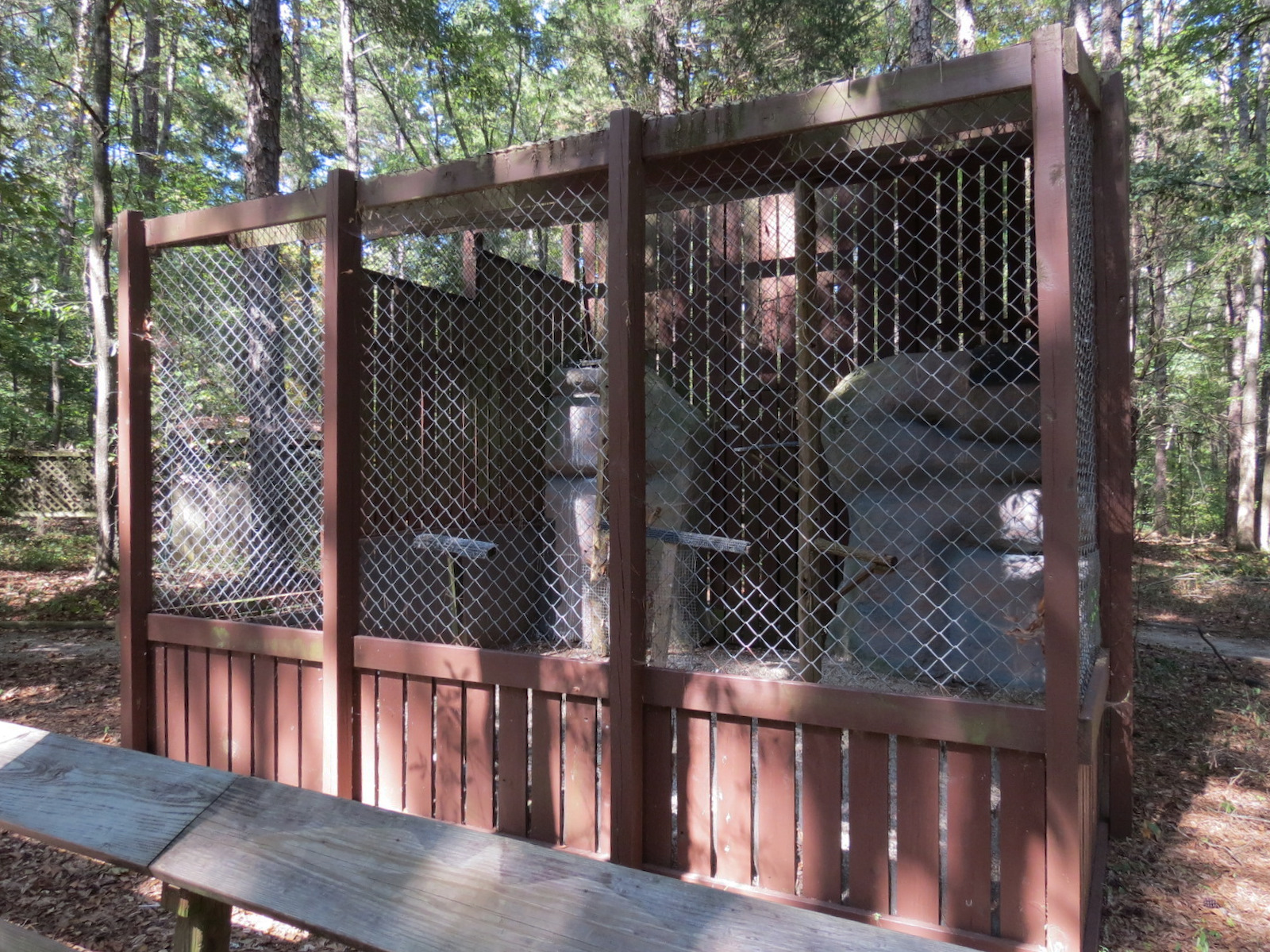 Saker Falcon Exhibit