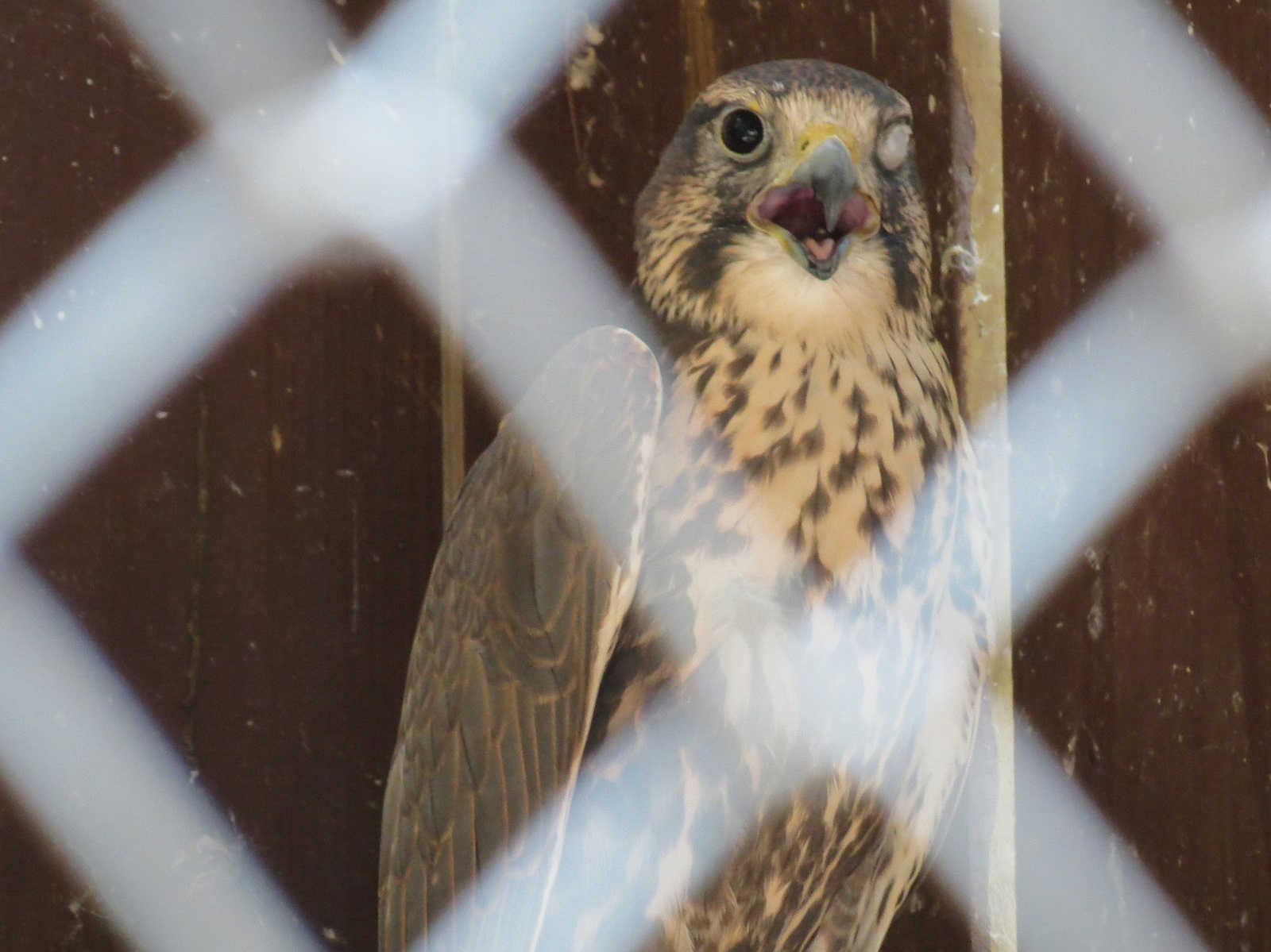 Saker Falcon Exhibit