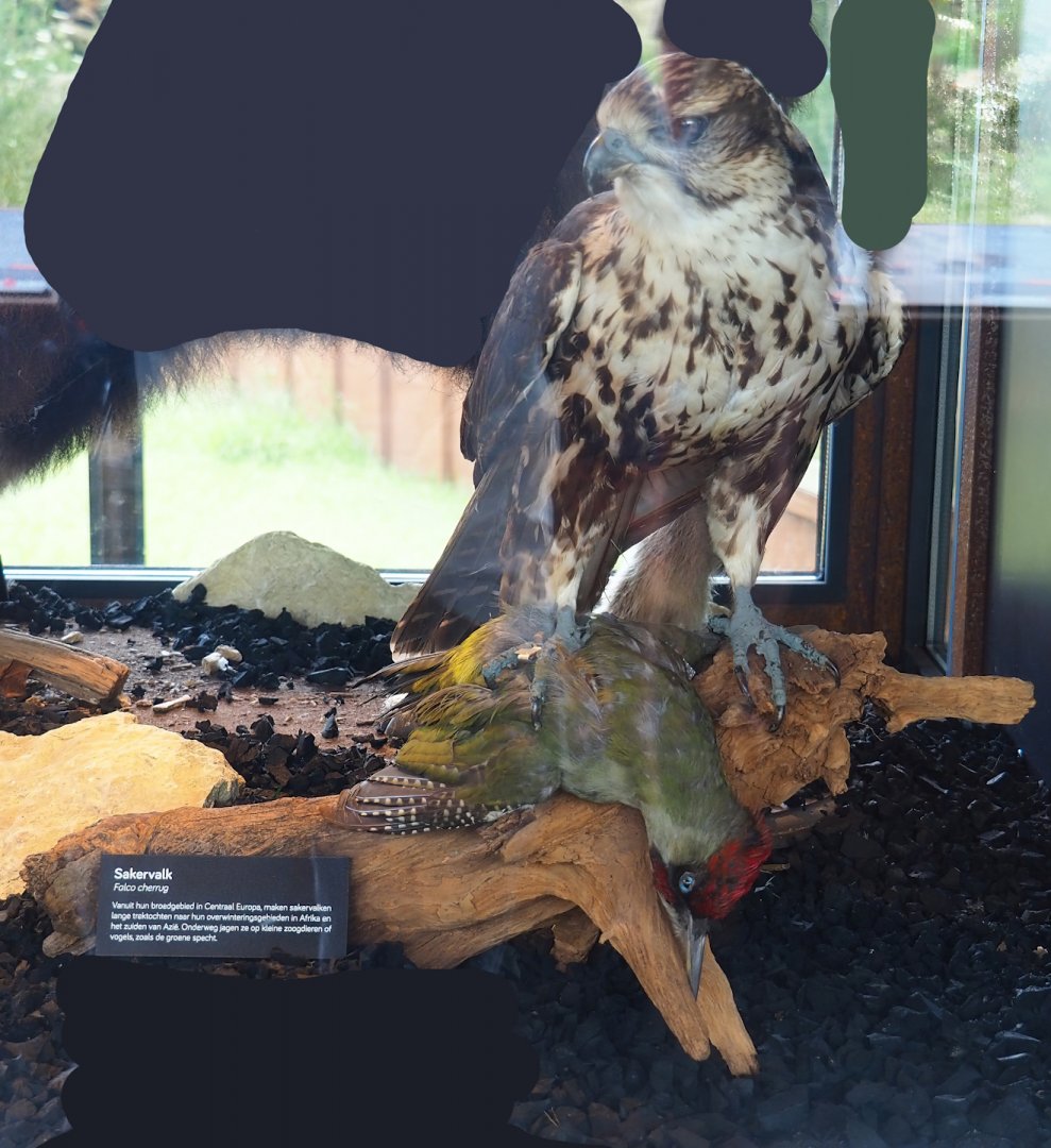 Saker falcon (Falco cherrug) with European green woodpecker (Picus viridis) prey taxidermy mount, 2023-07-18