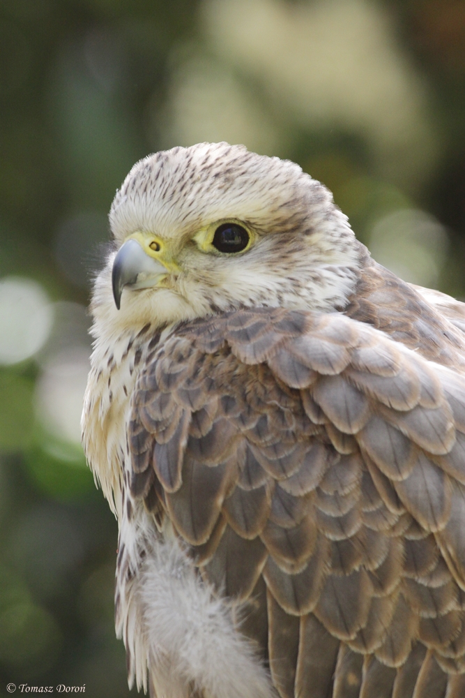 Saker Falcon (Falco cherrug)