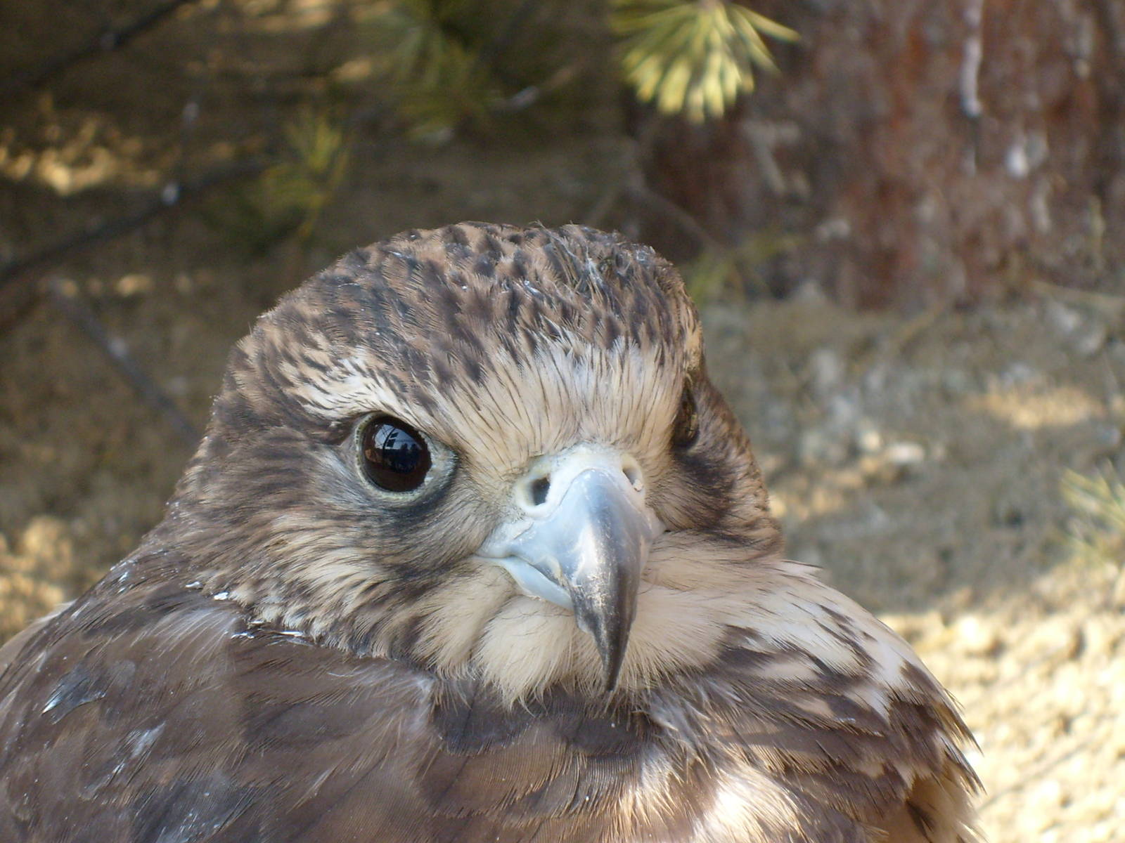 Saker falcon/Falco cherrug