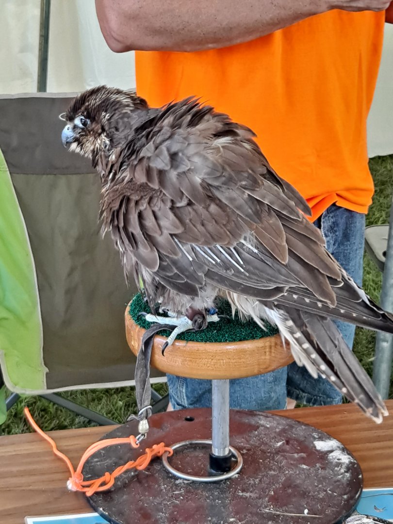 Saker Falcon floofball (Lake Erie Metropark HawkFest, Wayne County, MI, 9/21/24)