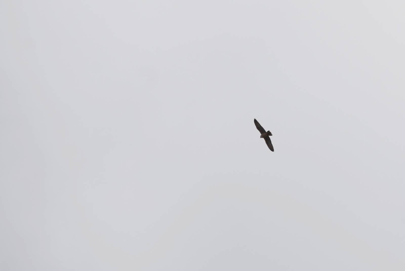 Saker Falcon in Bale Mountains NP, 15/10/14