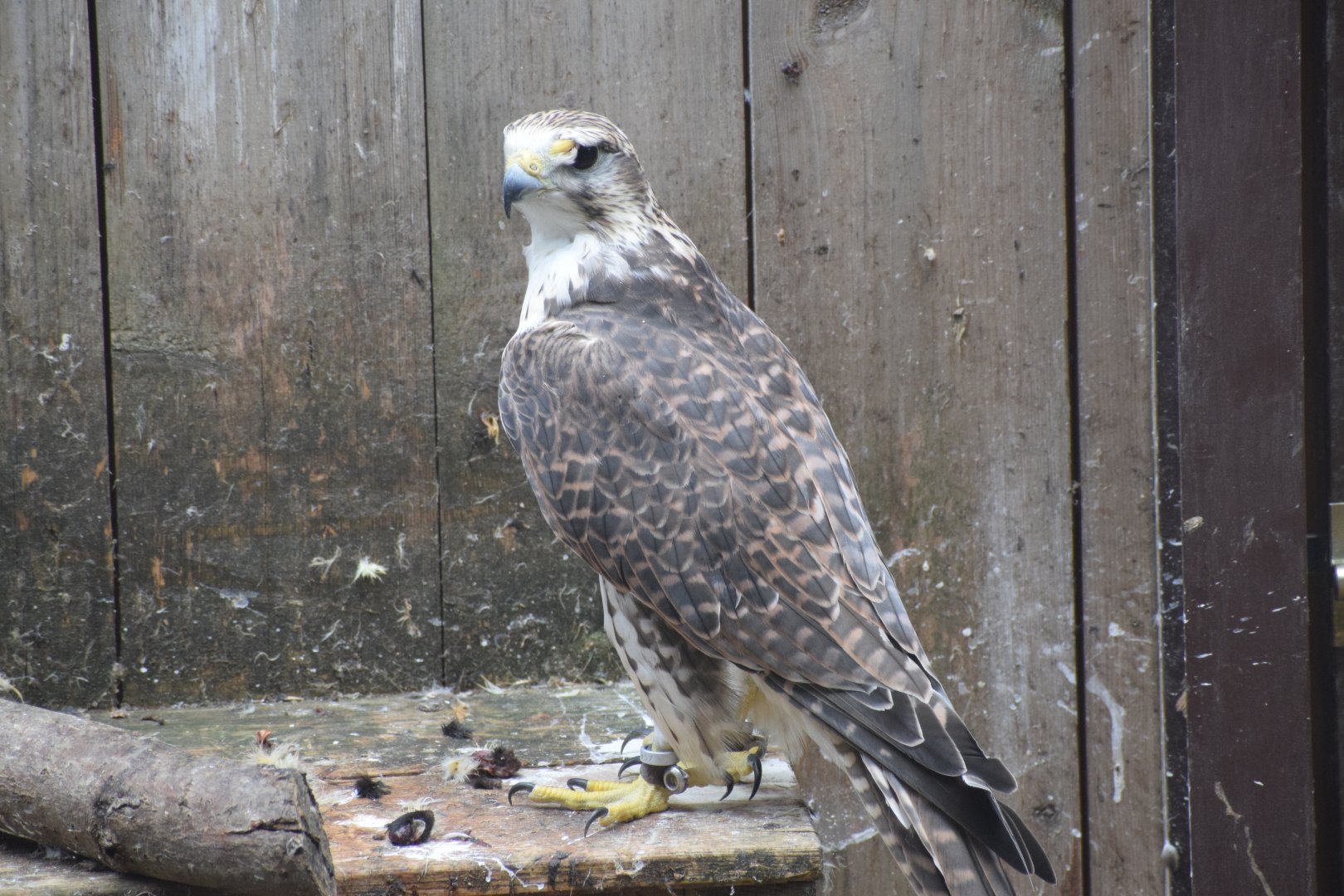 Saker falcon - paraZOO Vlašim