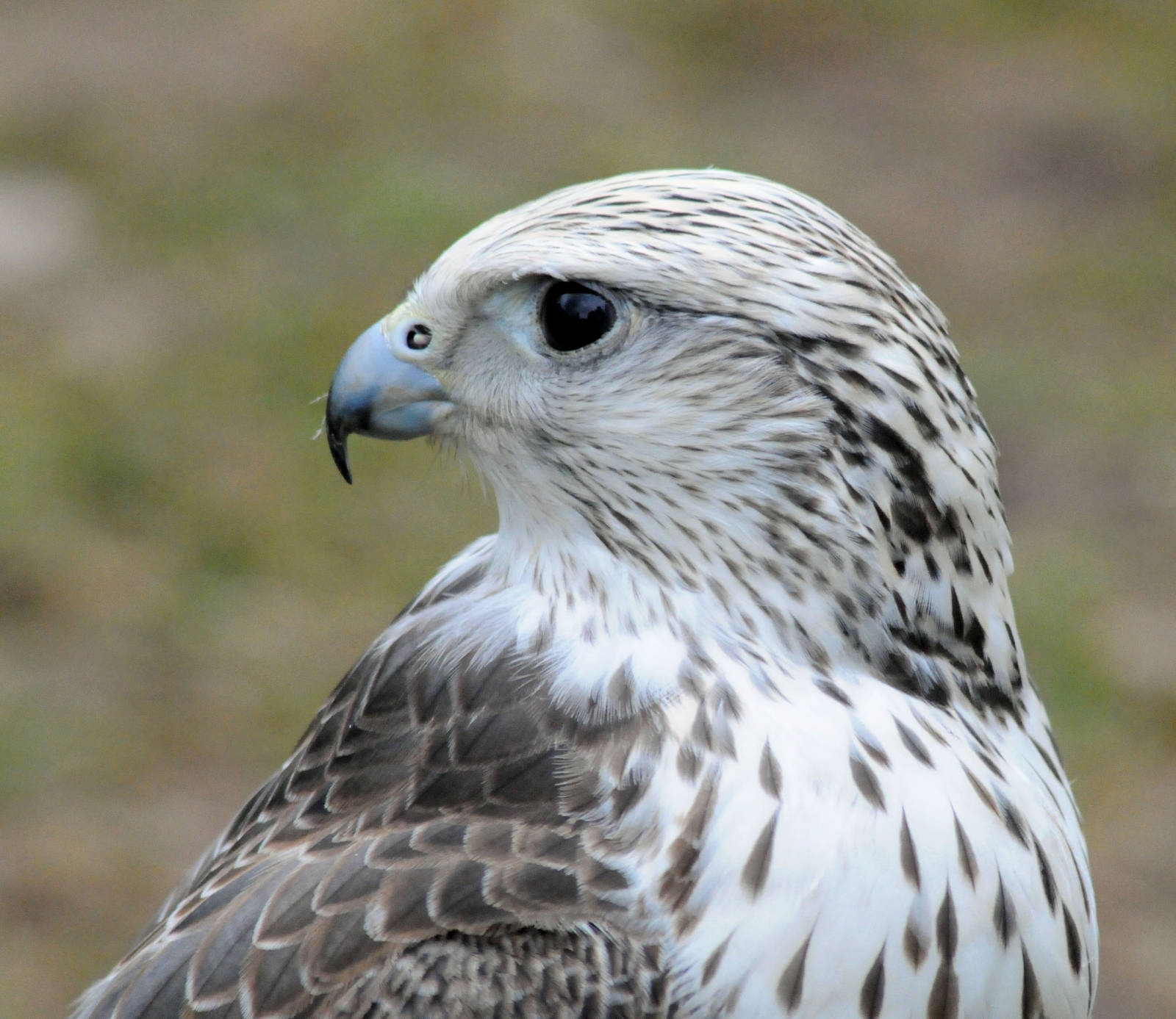 SAKER FALCON