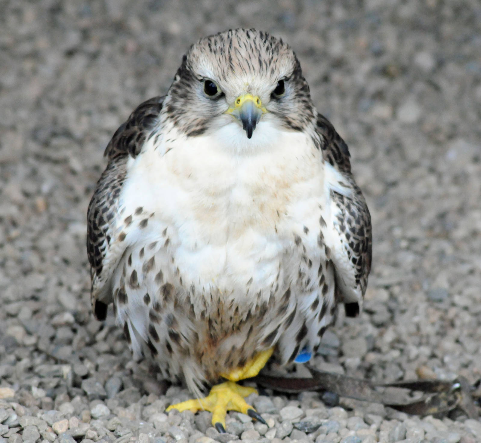 SAKER FALCON
