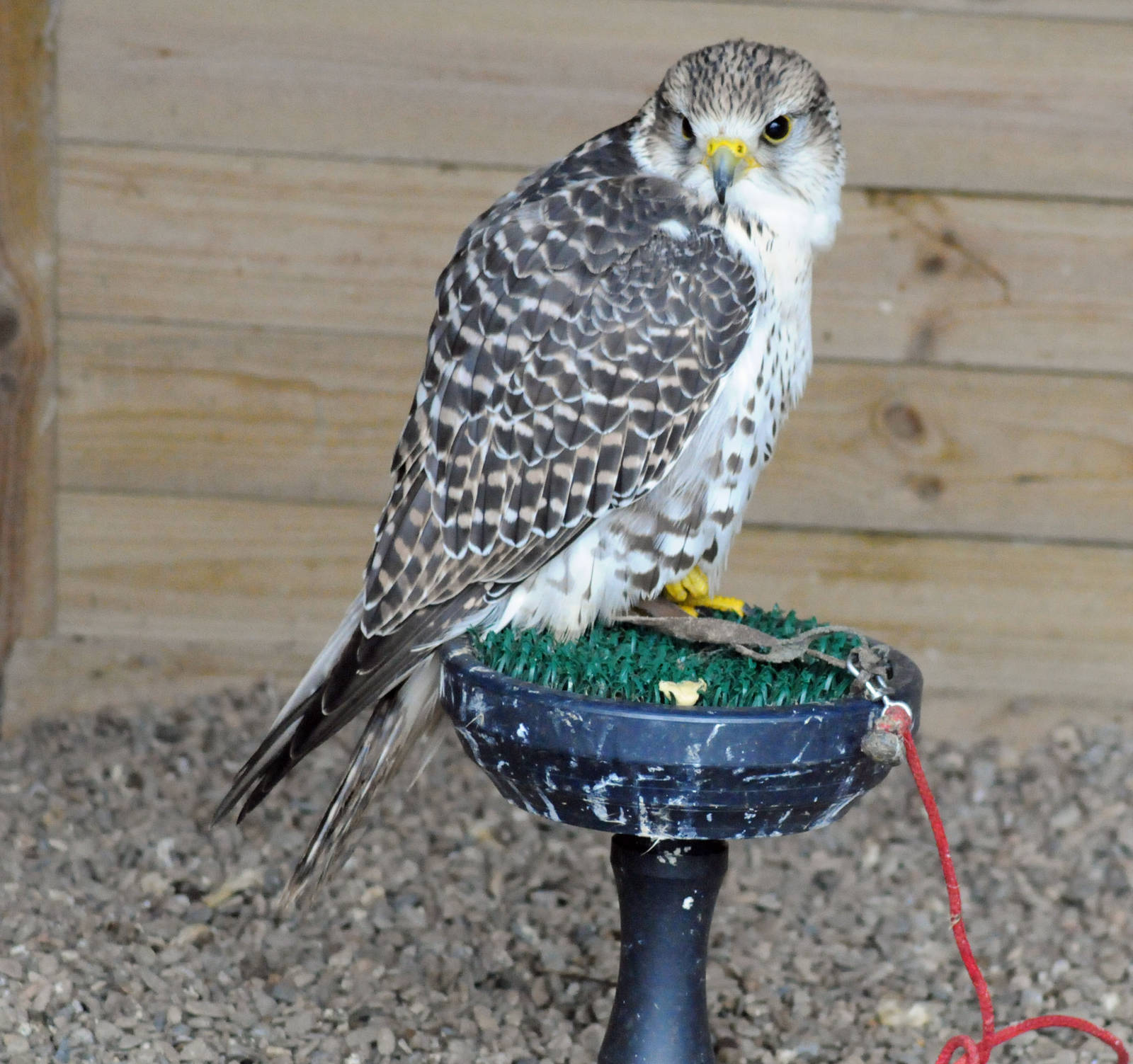 SAKER FALCON