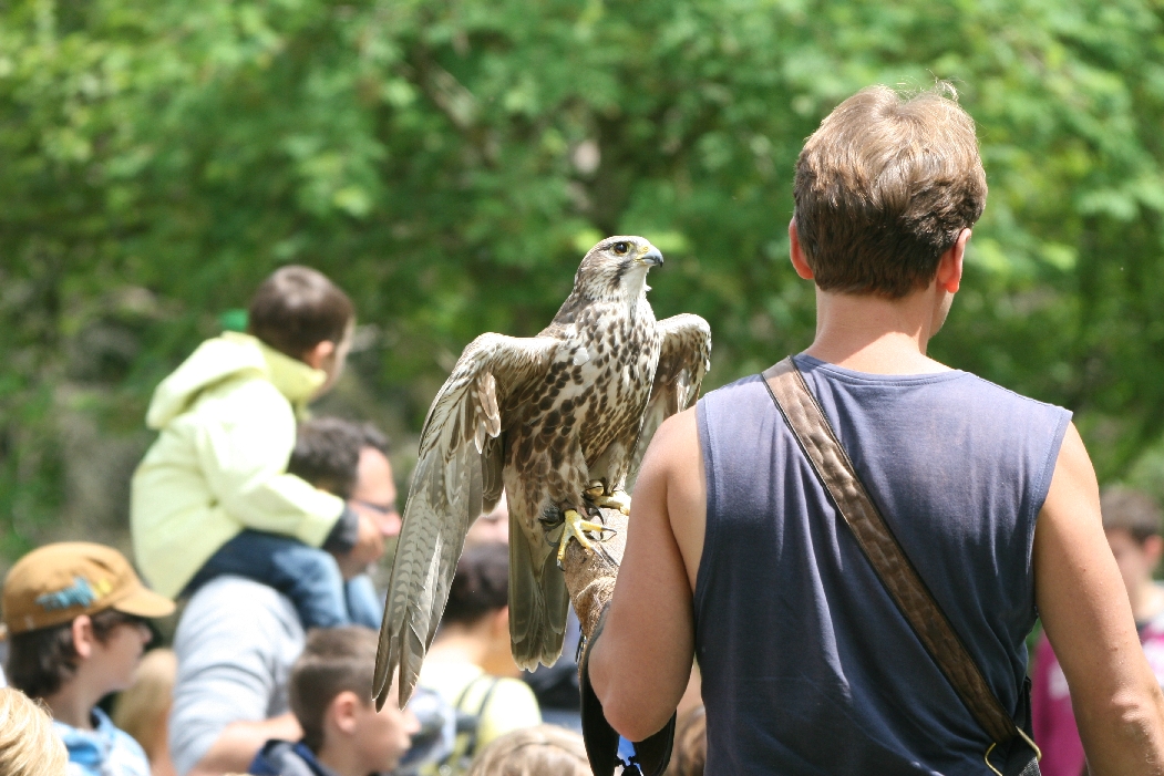 Saker Falcon