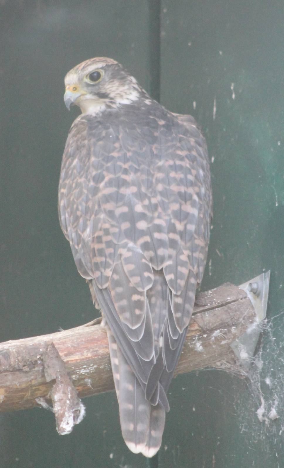 Saker falcon