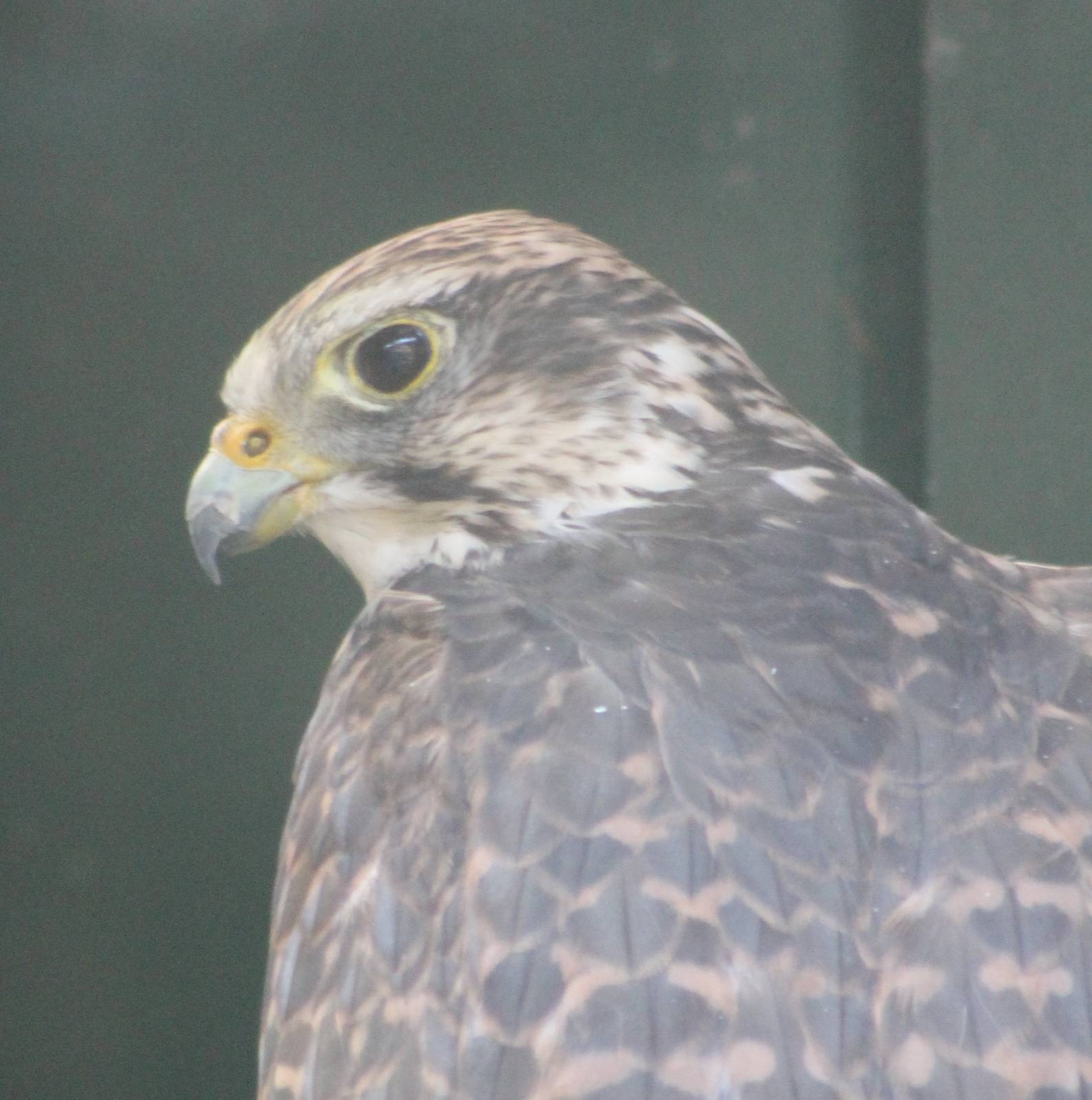 Saker falcon