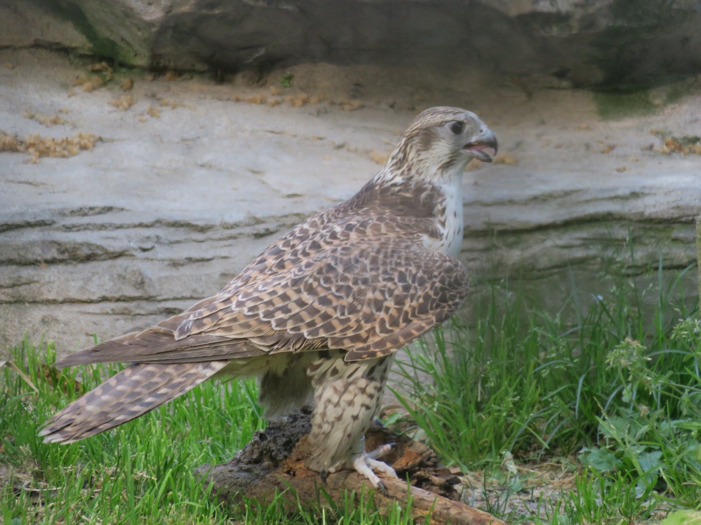 saker falcon