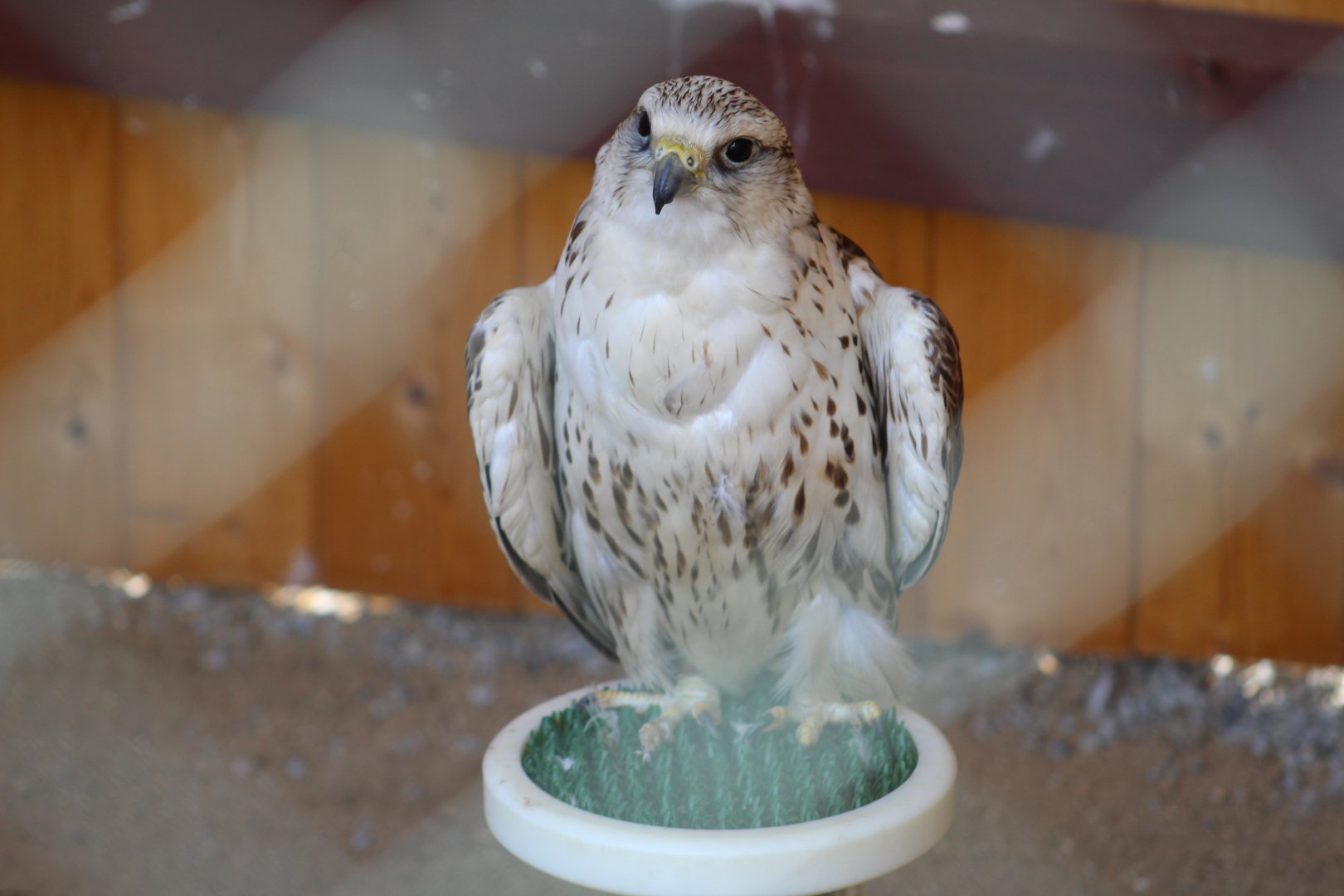 Saker Falcon