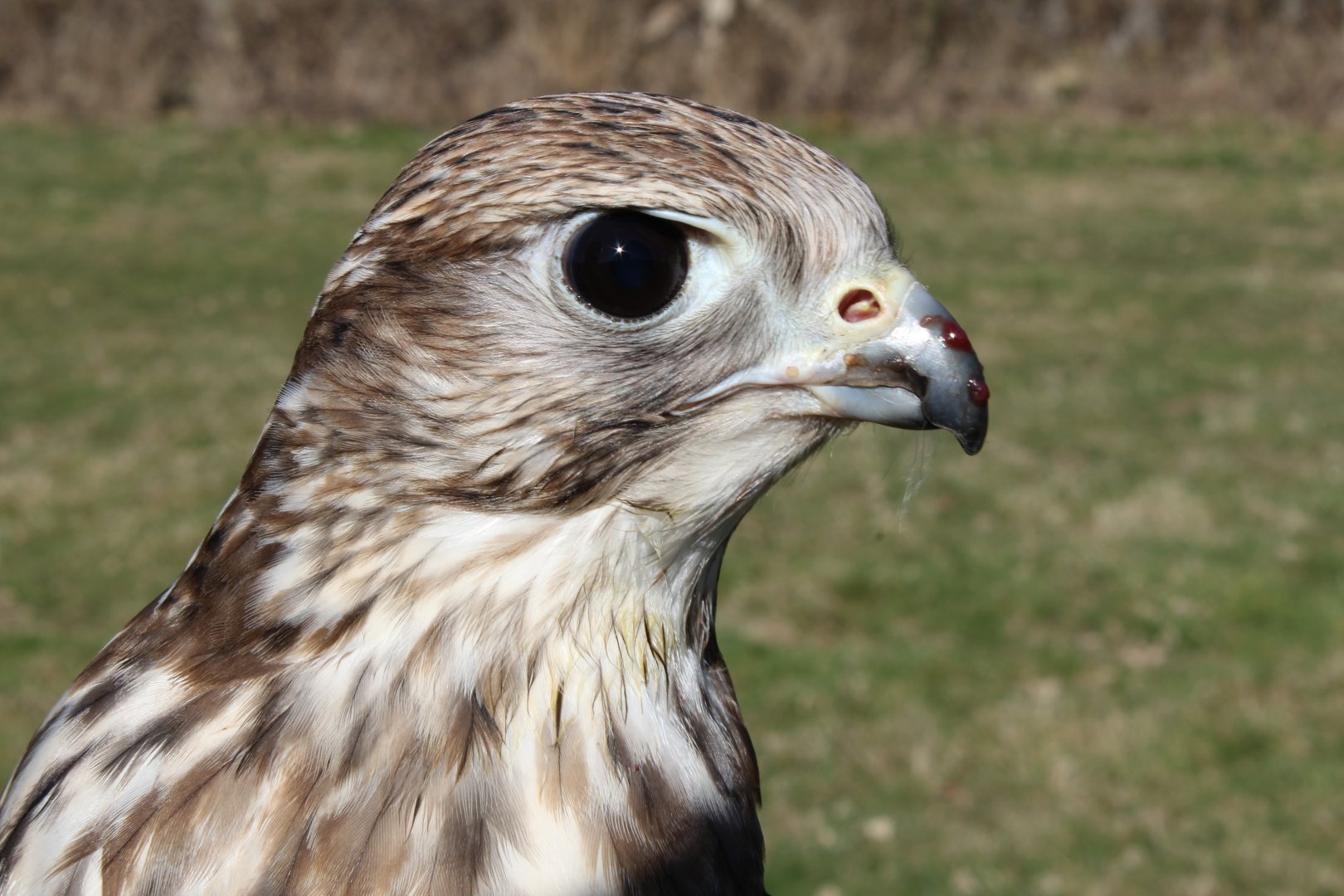 Saker Falcon