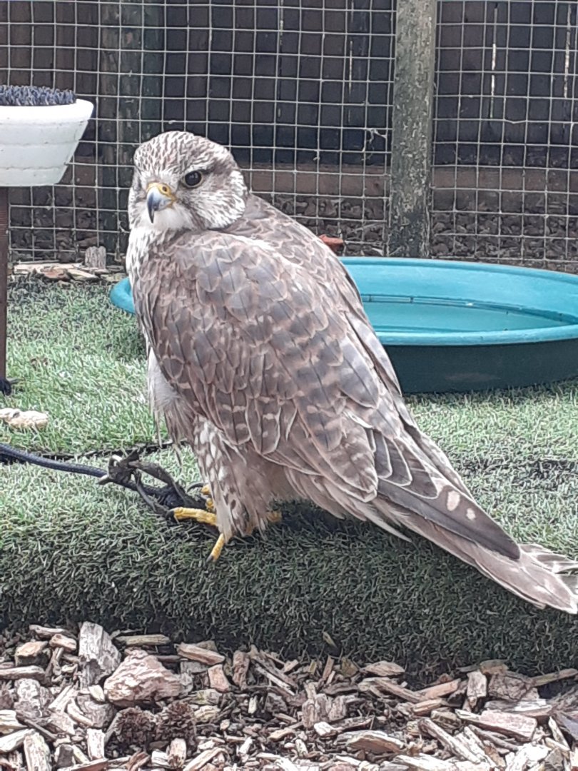 Saker falcon