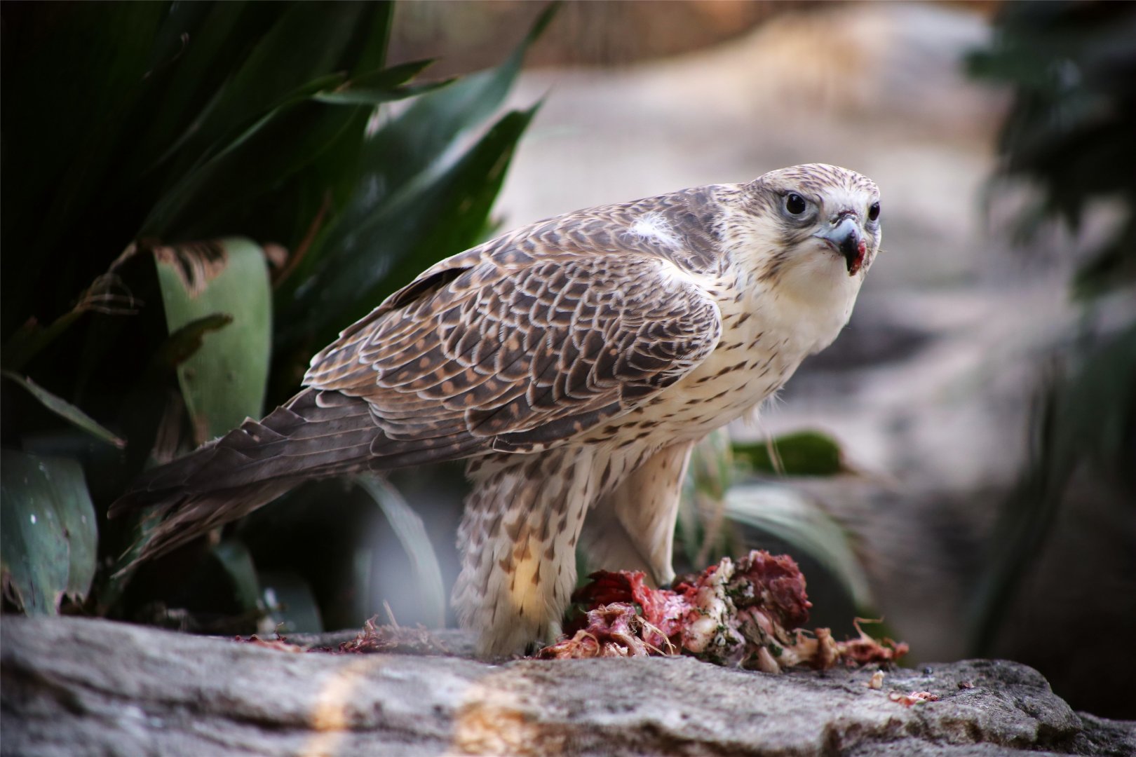 Saker Falcon