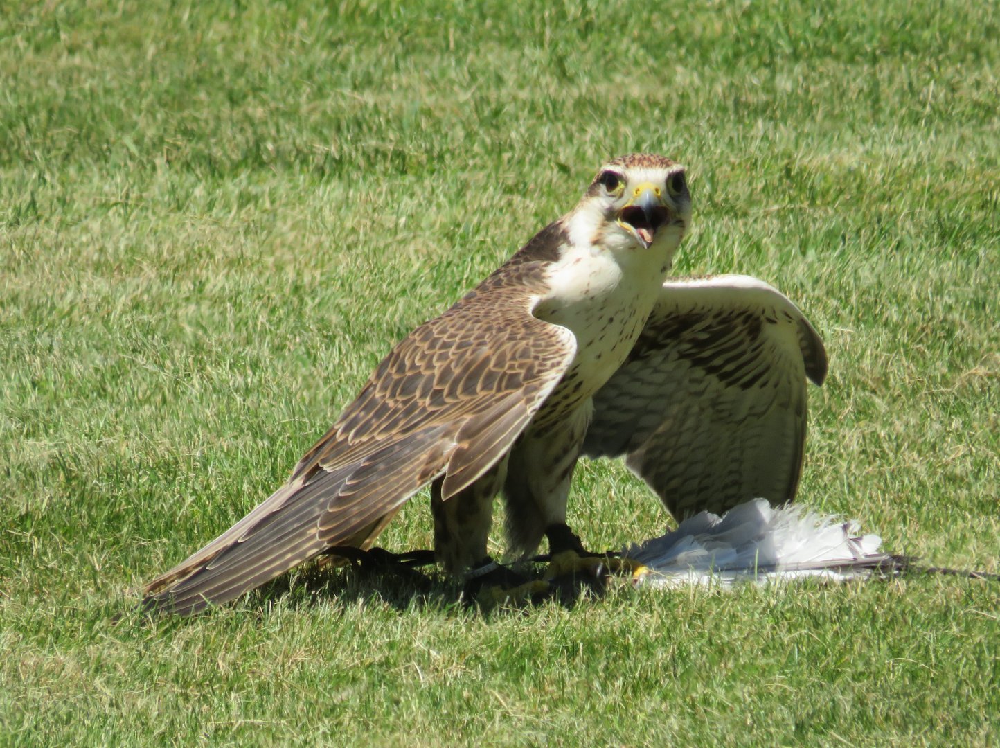 Saker falcon