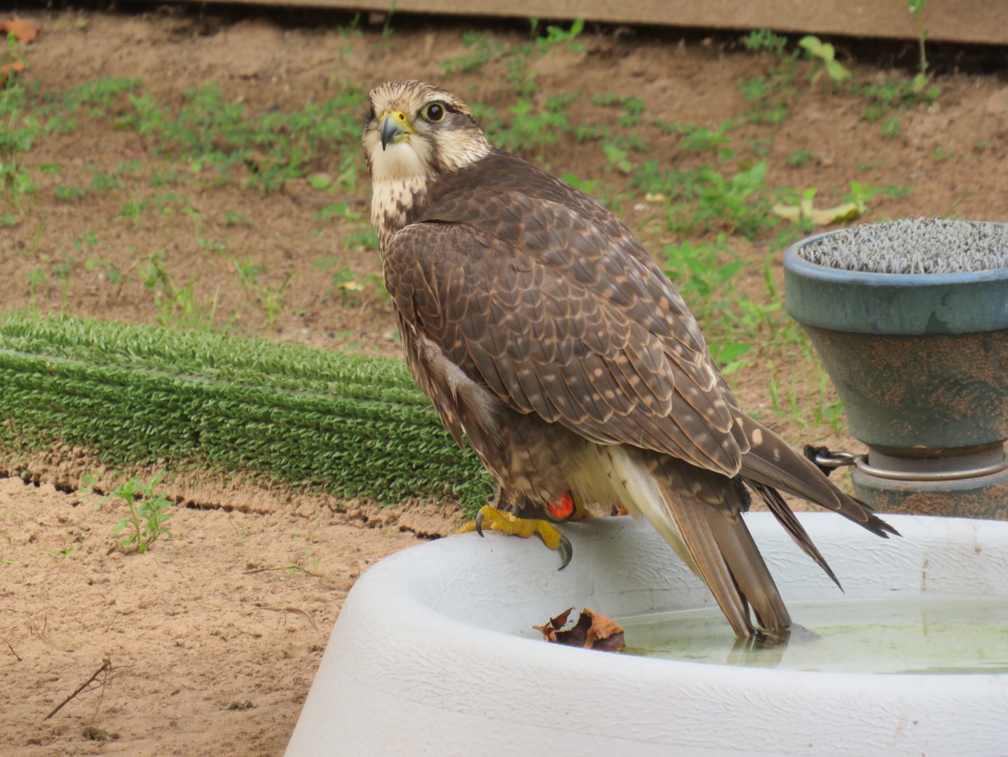 Saker falcon?