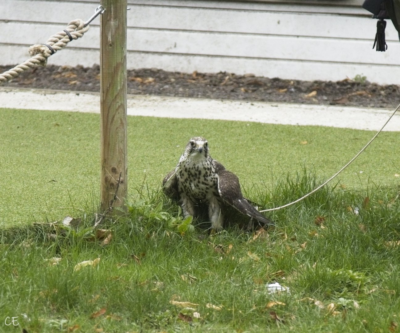 Saker Falcon?