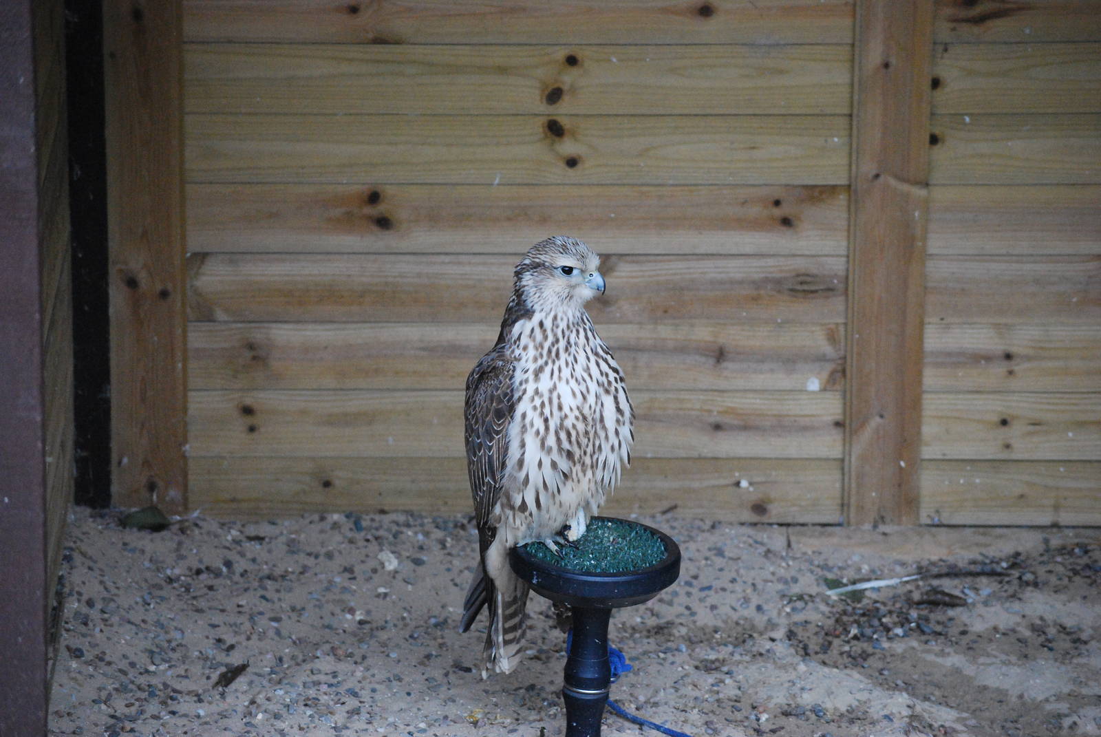 Saker Falcon