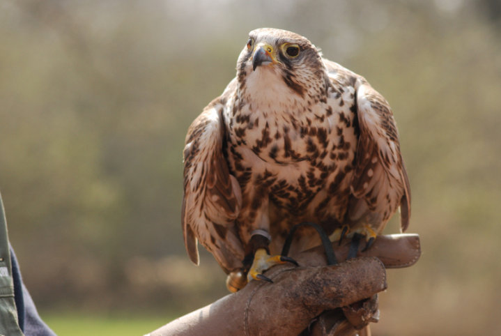 Saker falcon