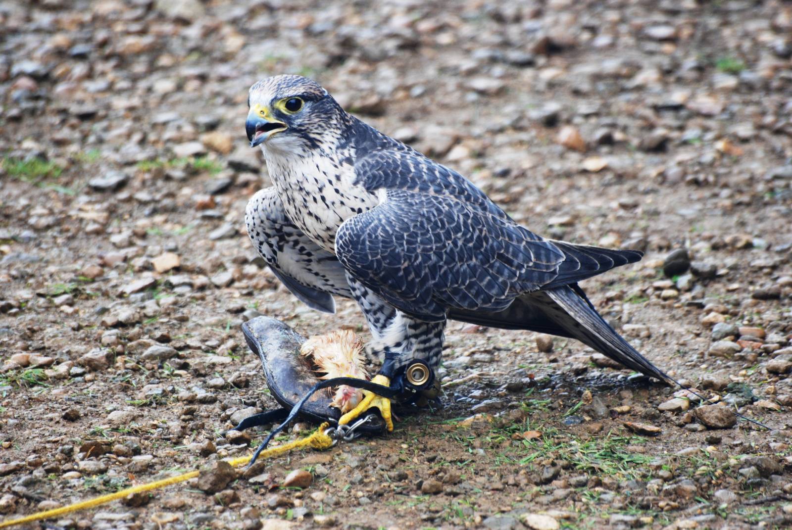 Saker x Gyr Falcon at Cotswold Falconry Centre, 13/09/13