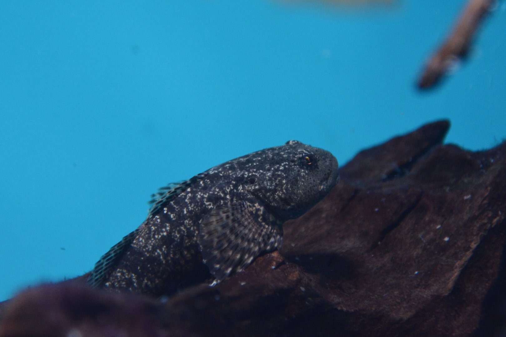 Sakhalin sculpin (Cottus amblystomopsis)