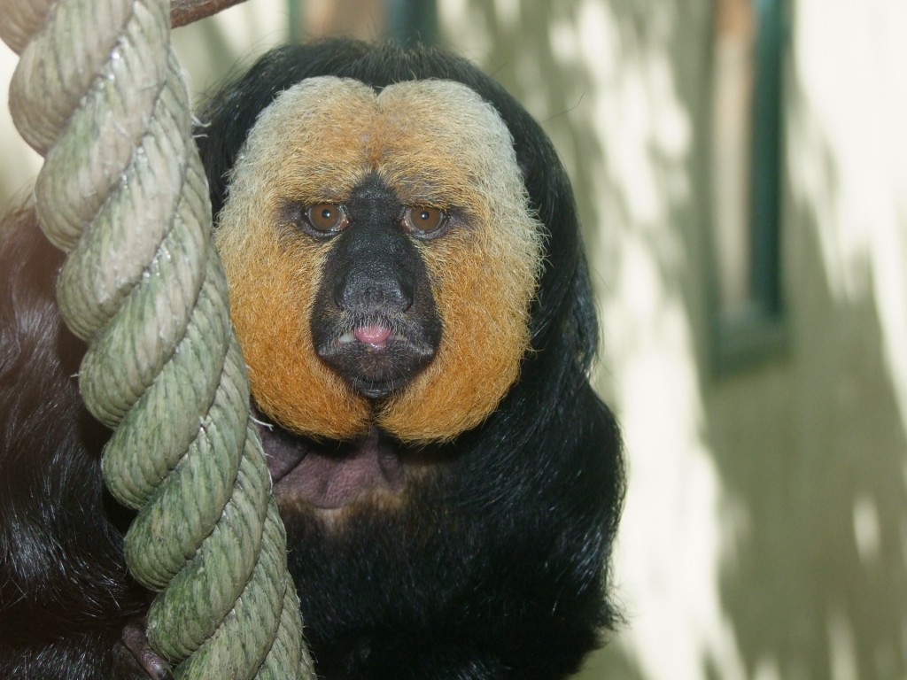 Saki à face blanche (Pithecia pithecia)