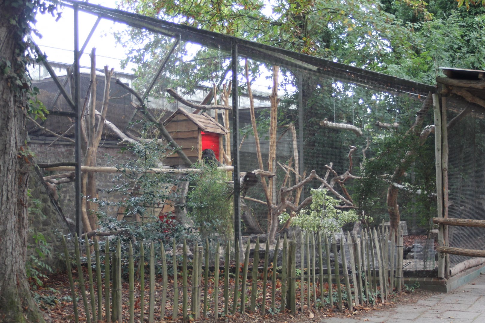 Saki - Agouti-enclosure