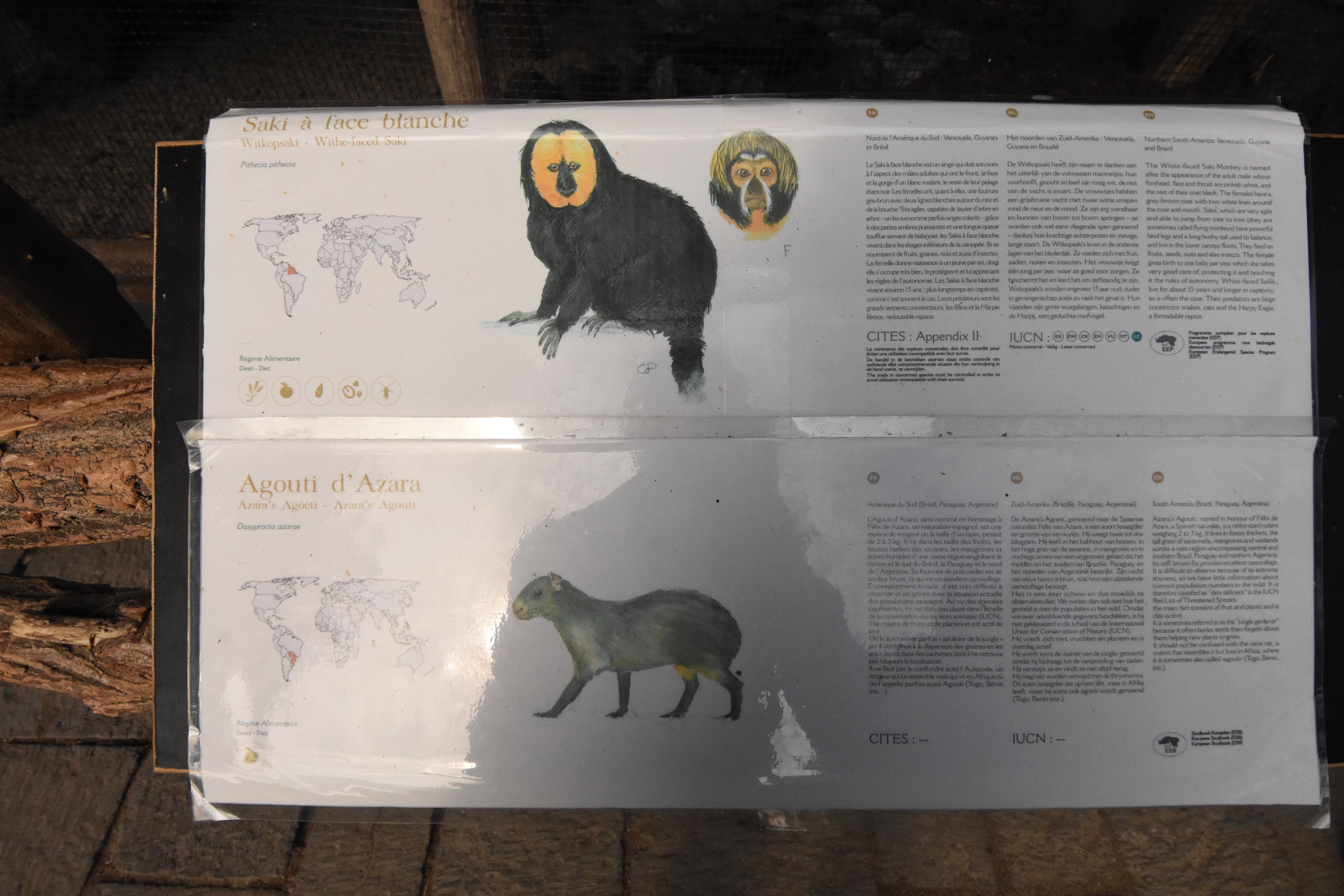 Saki and Agouti sign