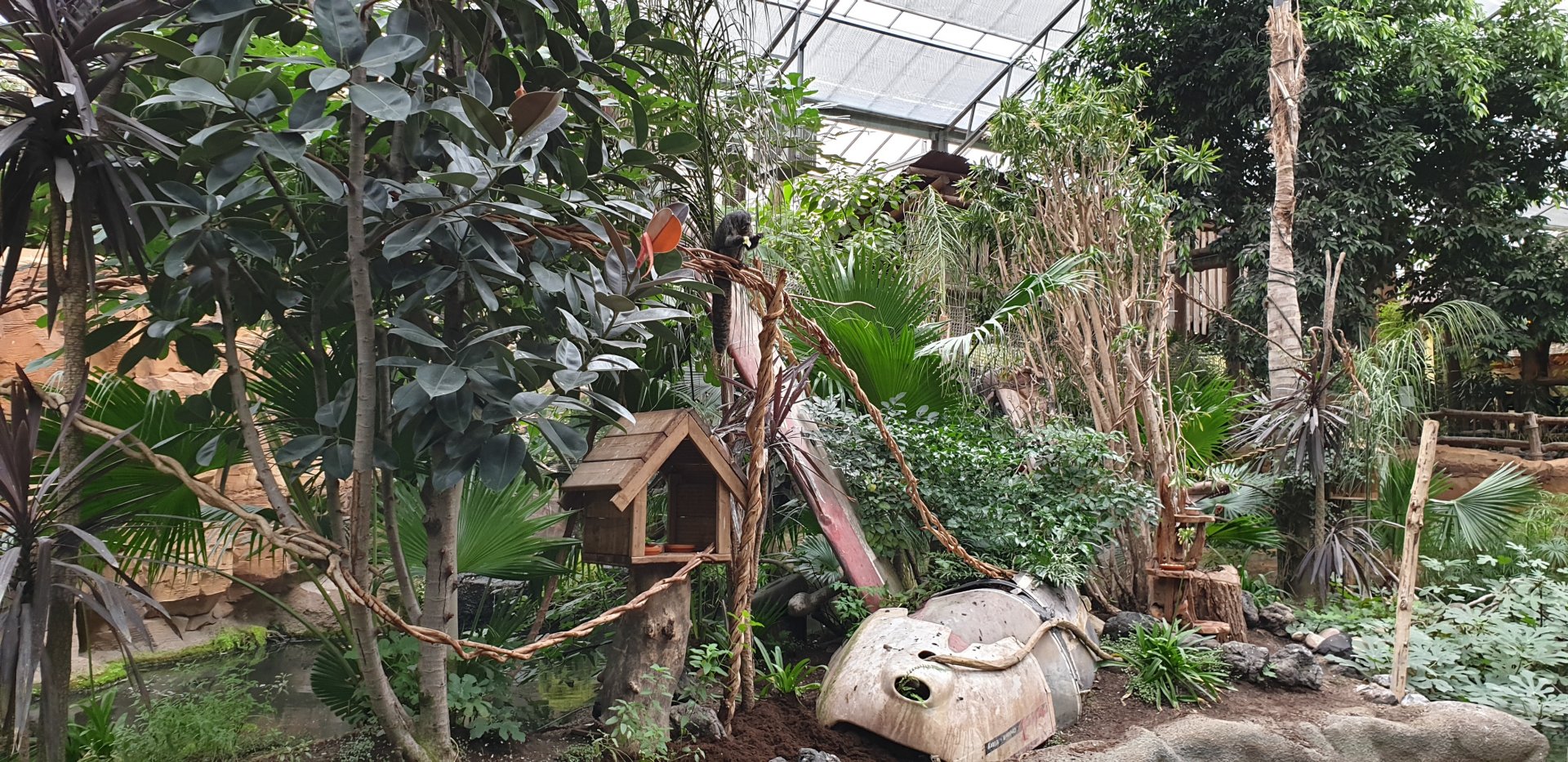 Saki and Tamarin island in the Oasis