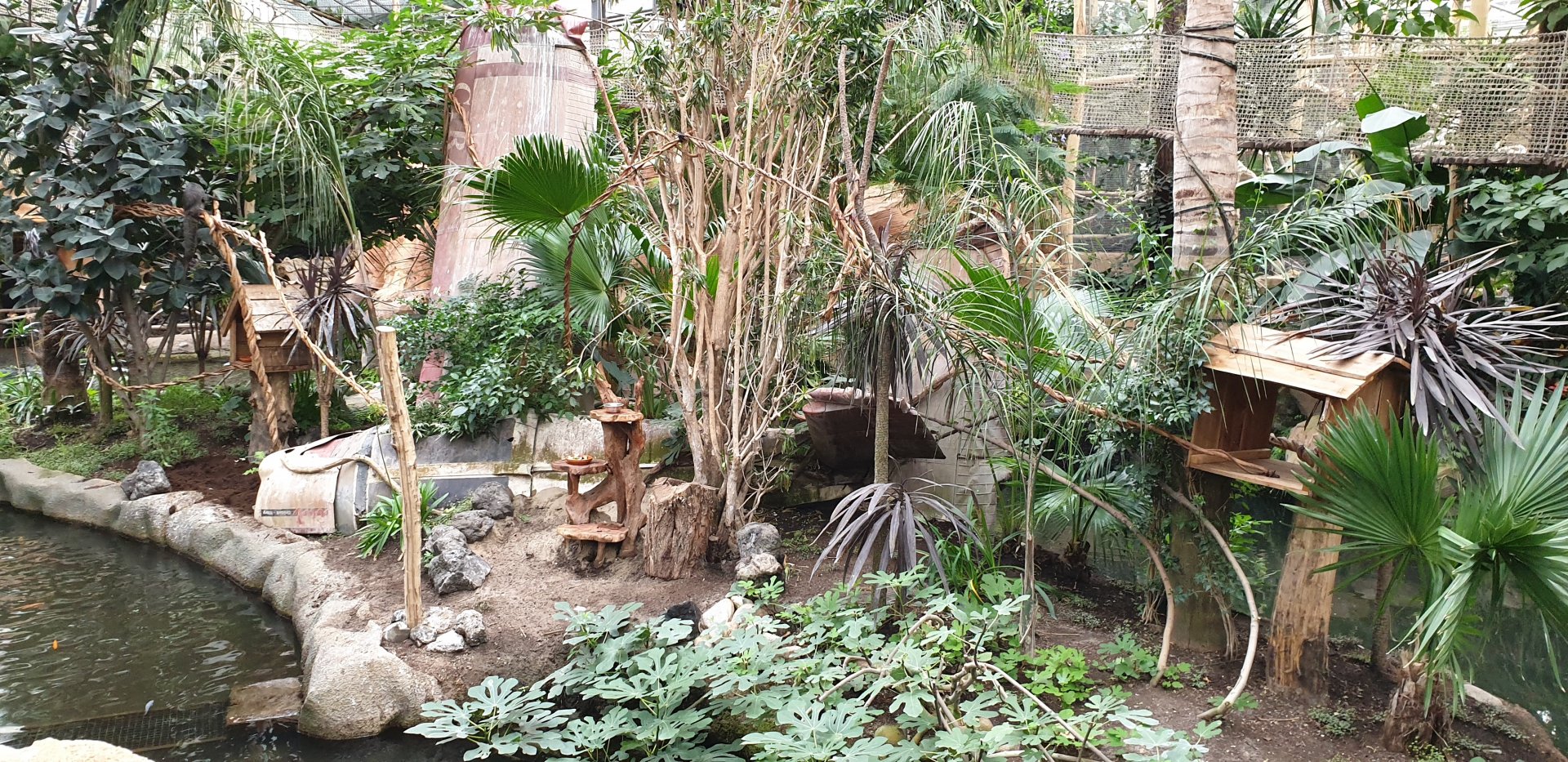 Saki and Tamarin island in the Oasis