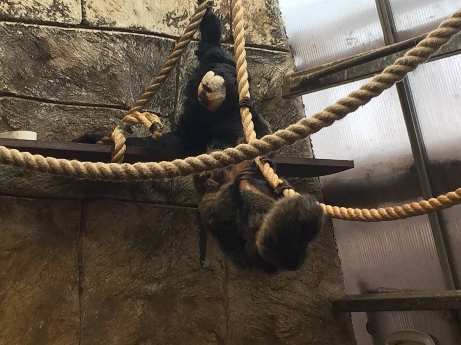 Saki Monkey - 30/08/15
