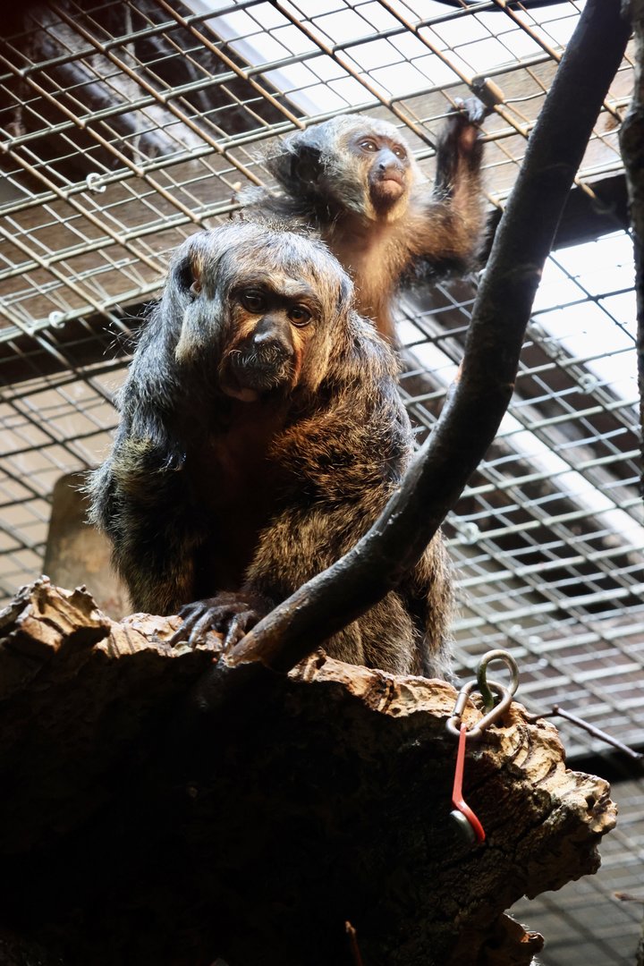 Saki Monkey and Baby