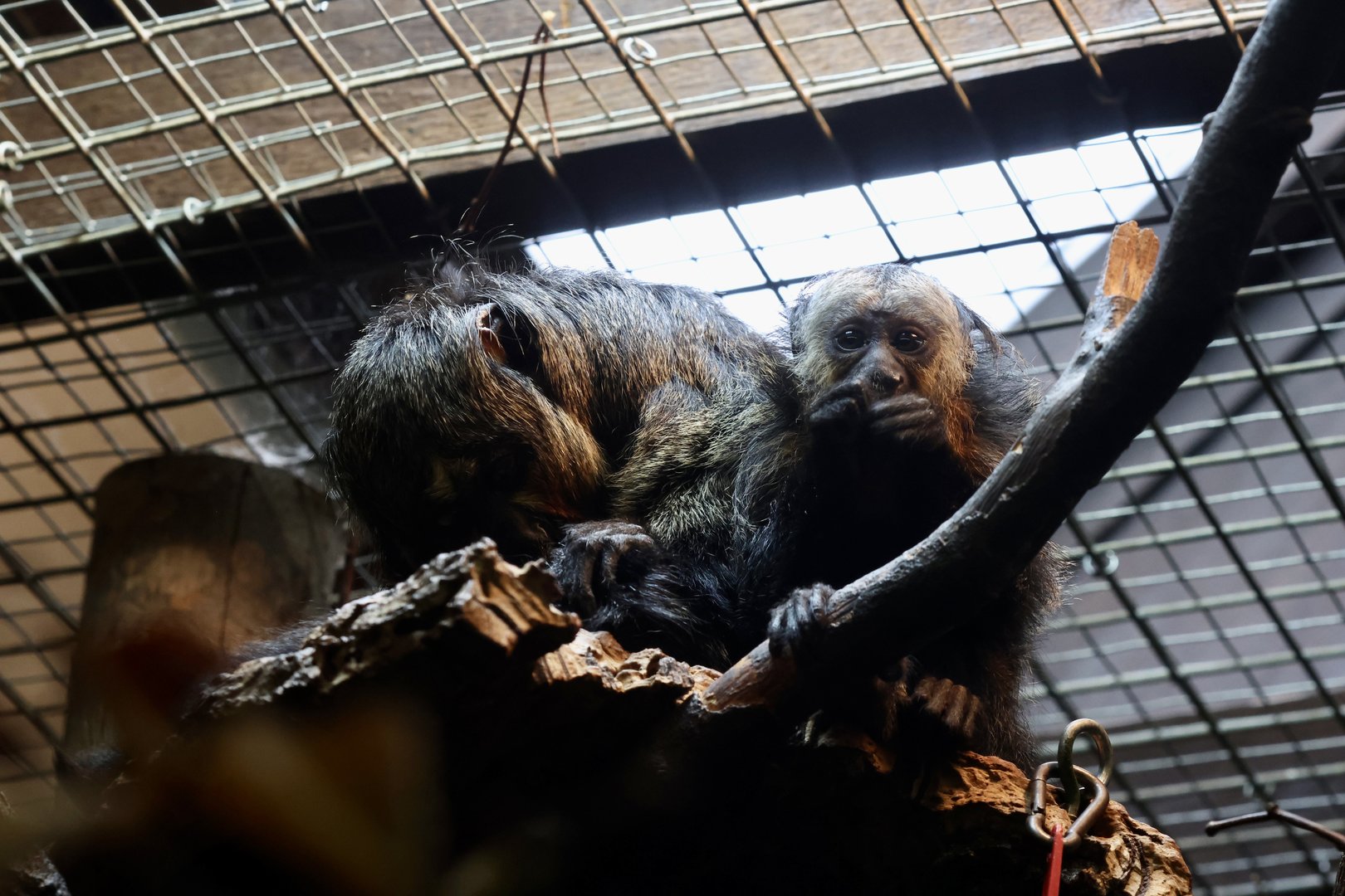 Saki Monkey and baby