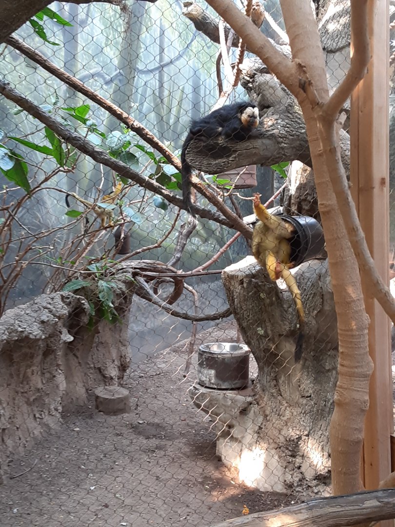 Saki Monkey and Black-capped Squirrel Monkeys