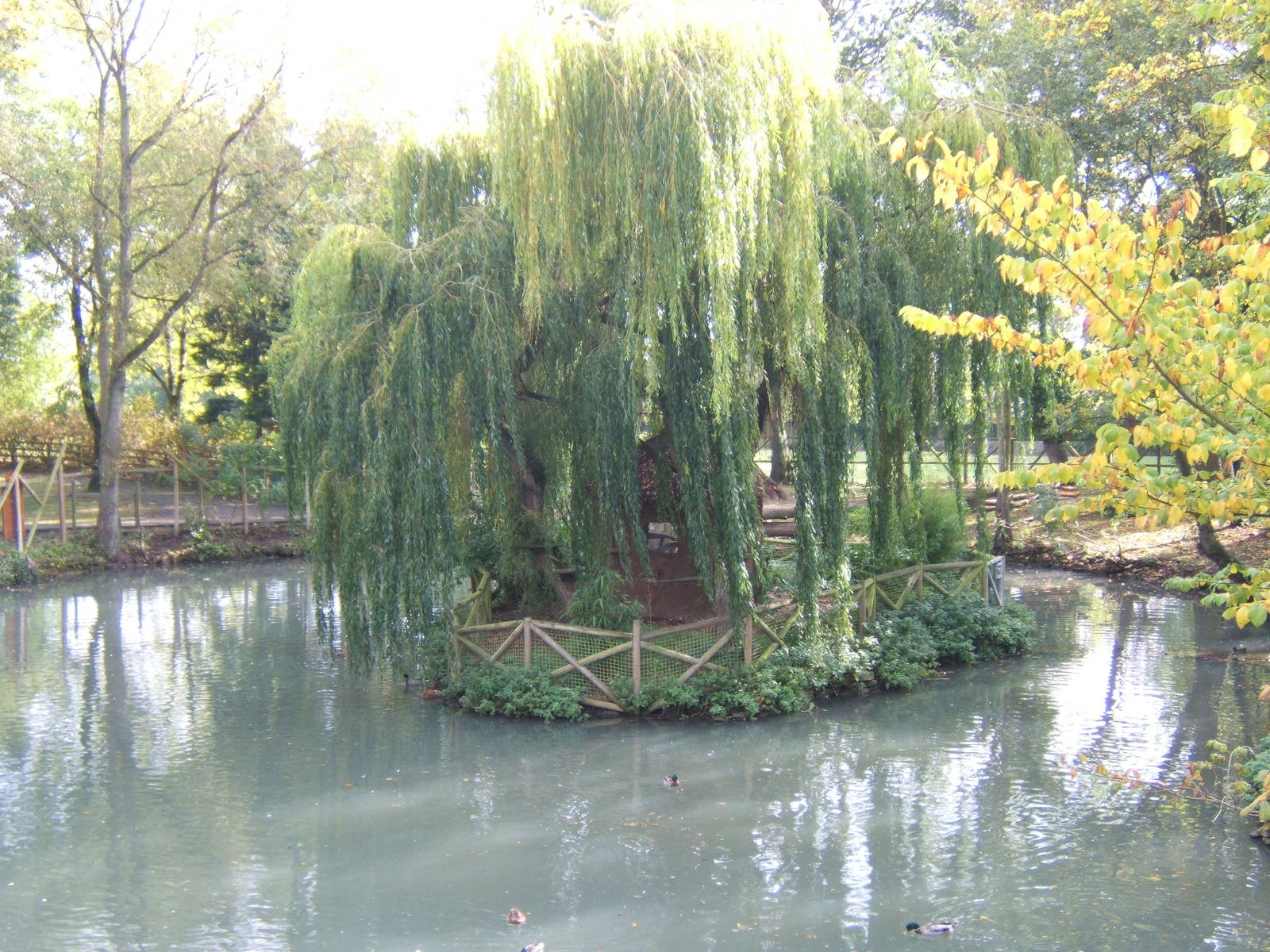 Saki Monkey and Common Marmoset Island