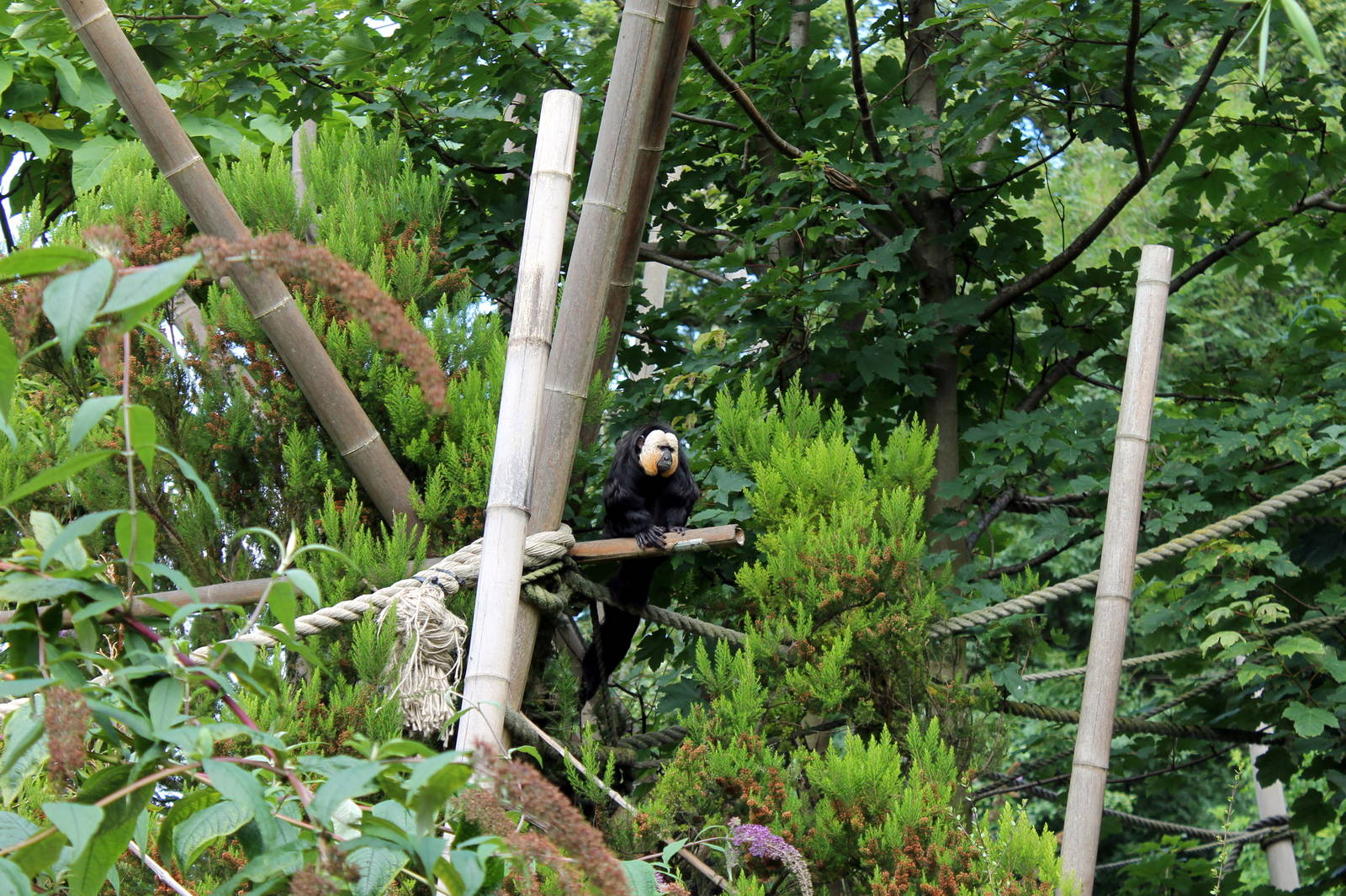 Saki Monkey - August 2012