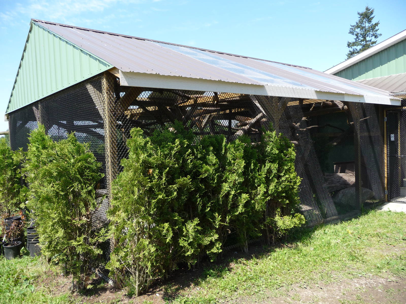 Saki Monkey Enclosure