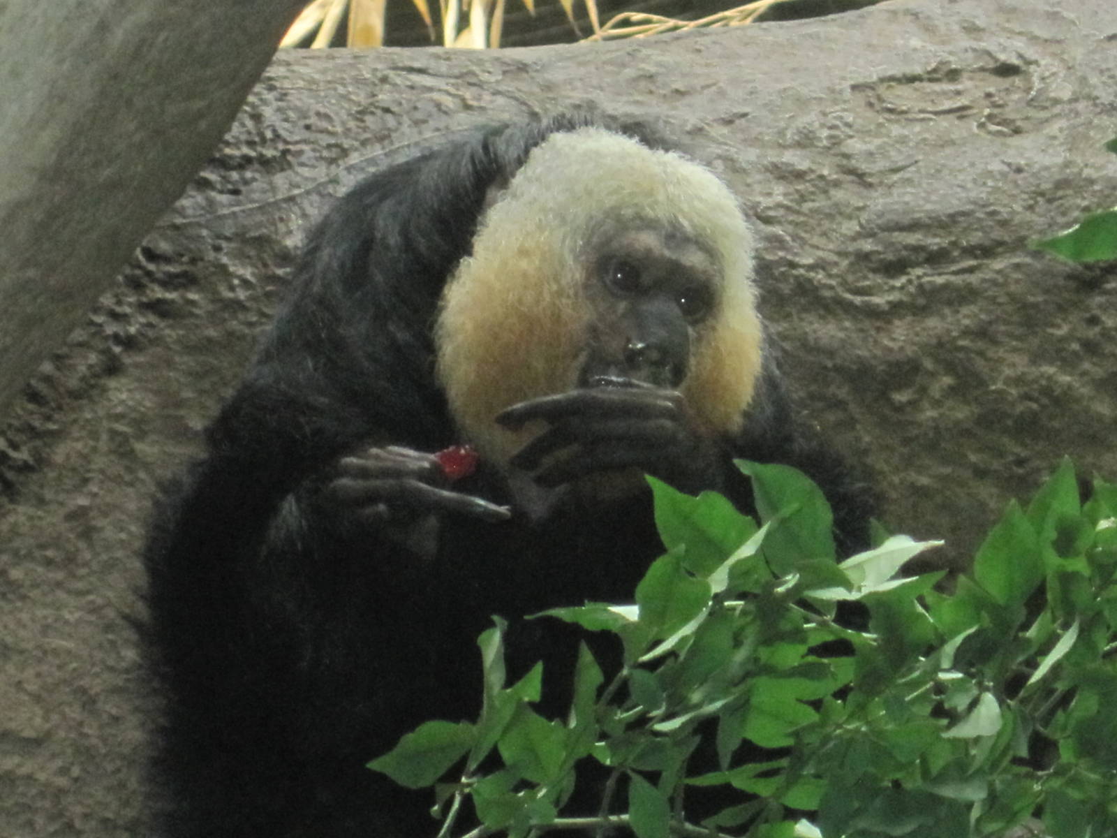 Saki Monkey Enrichment