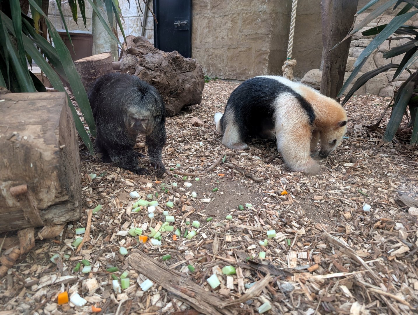 Saki Monkey & Tamandua