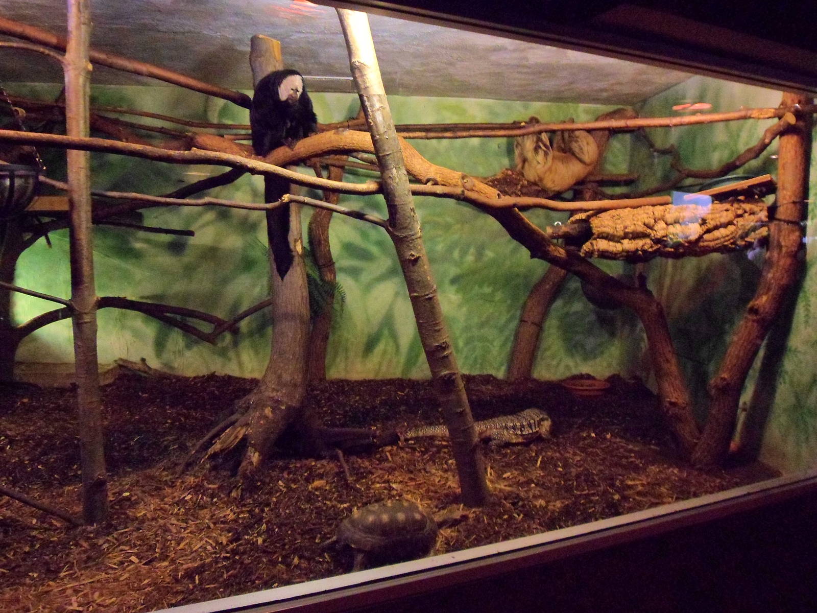 Saki Monkey, Tegu, Sloth, and Tortoise