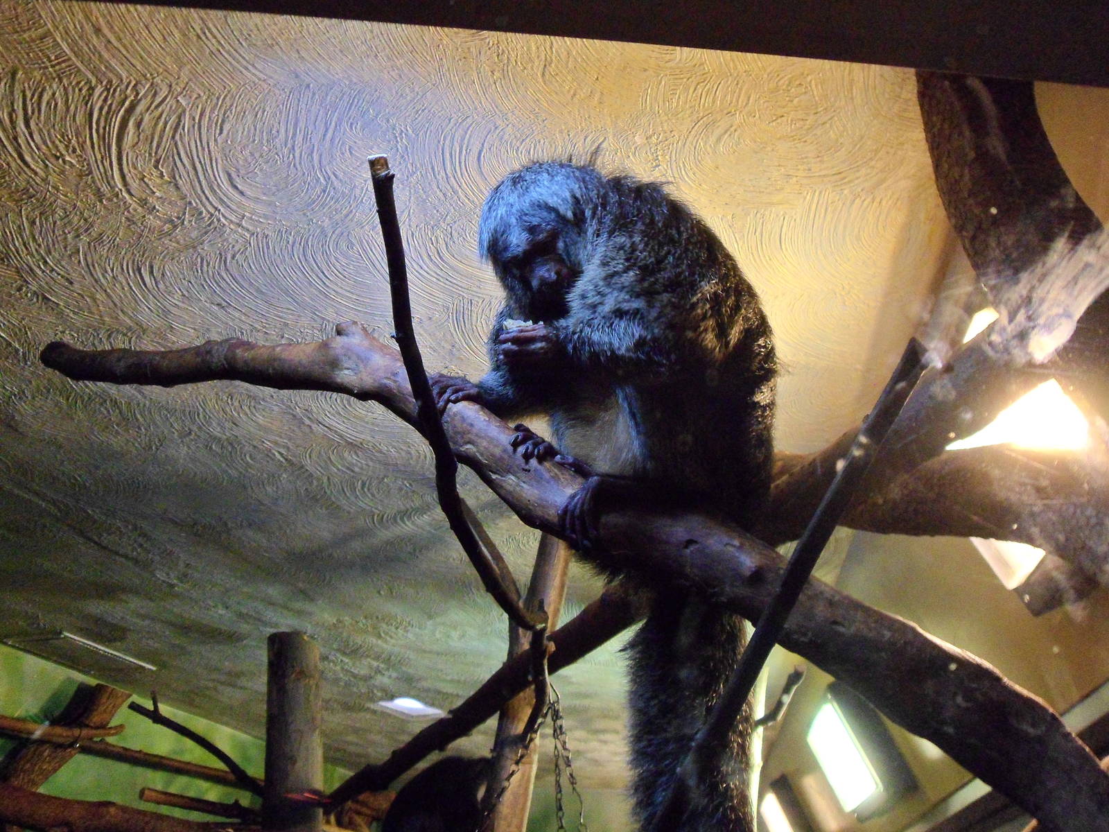 Saki Monkey Winter Exhibit