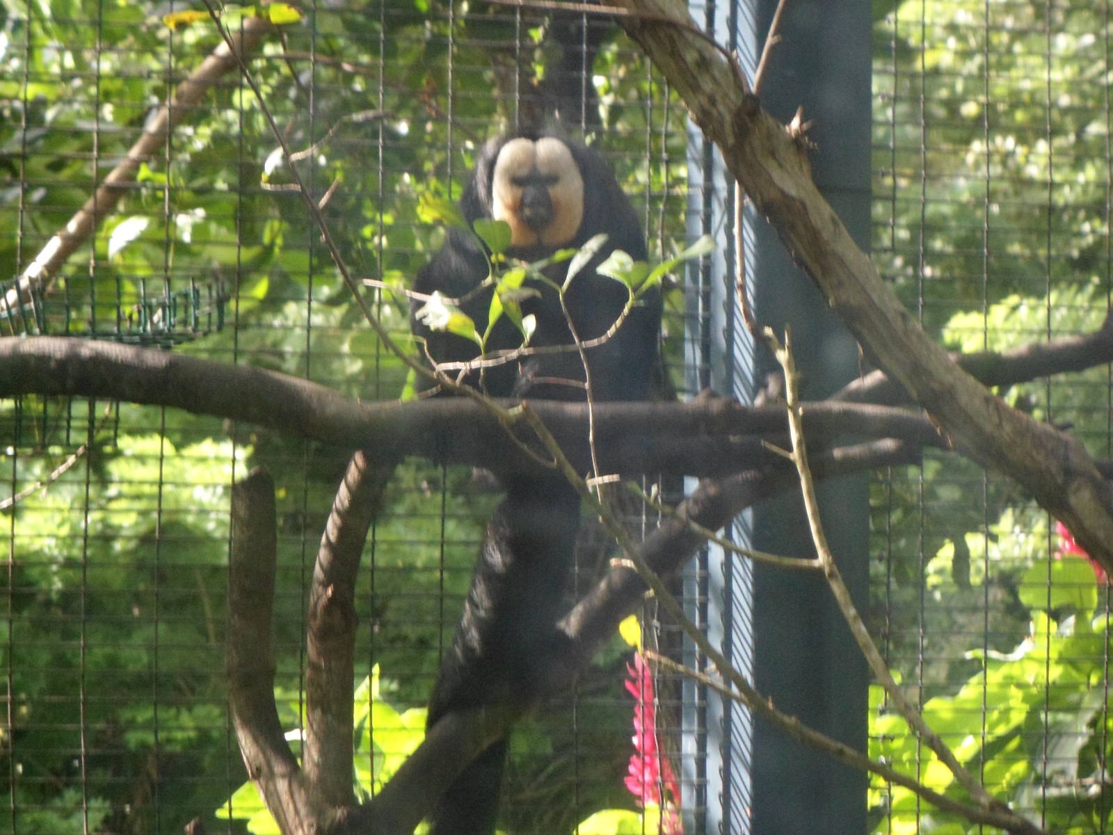 Saki Monkey