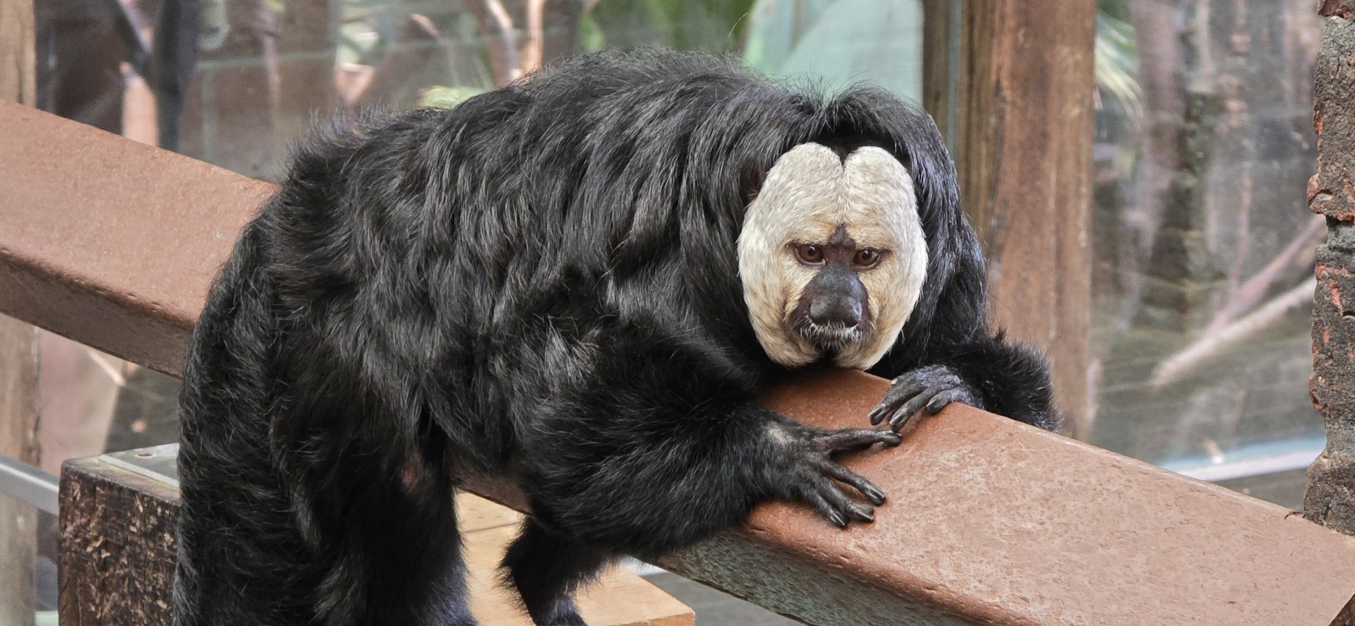 Saki monkey