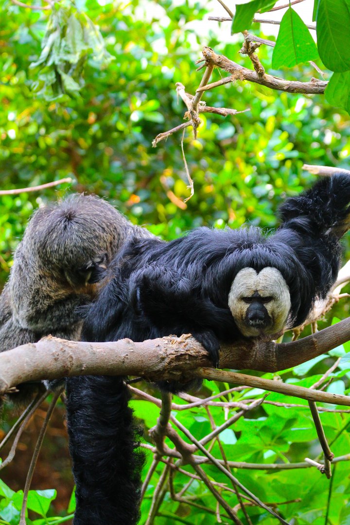 Saki Monkeys- 9th November 2023