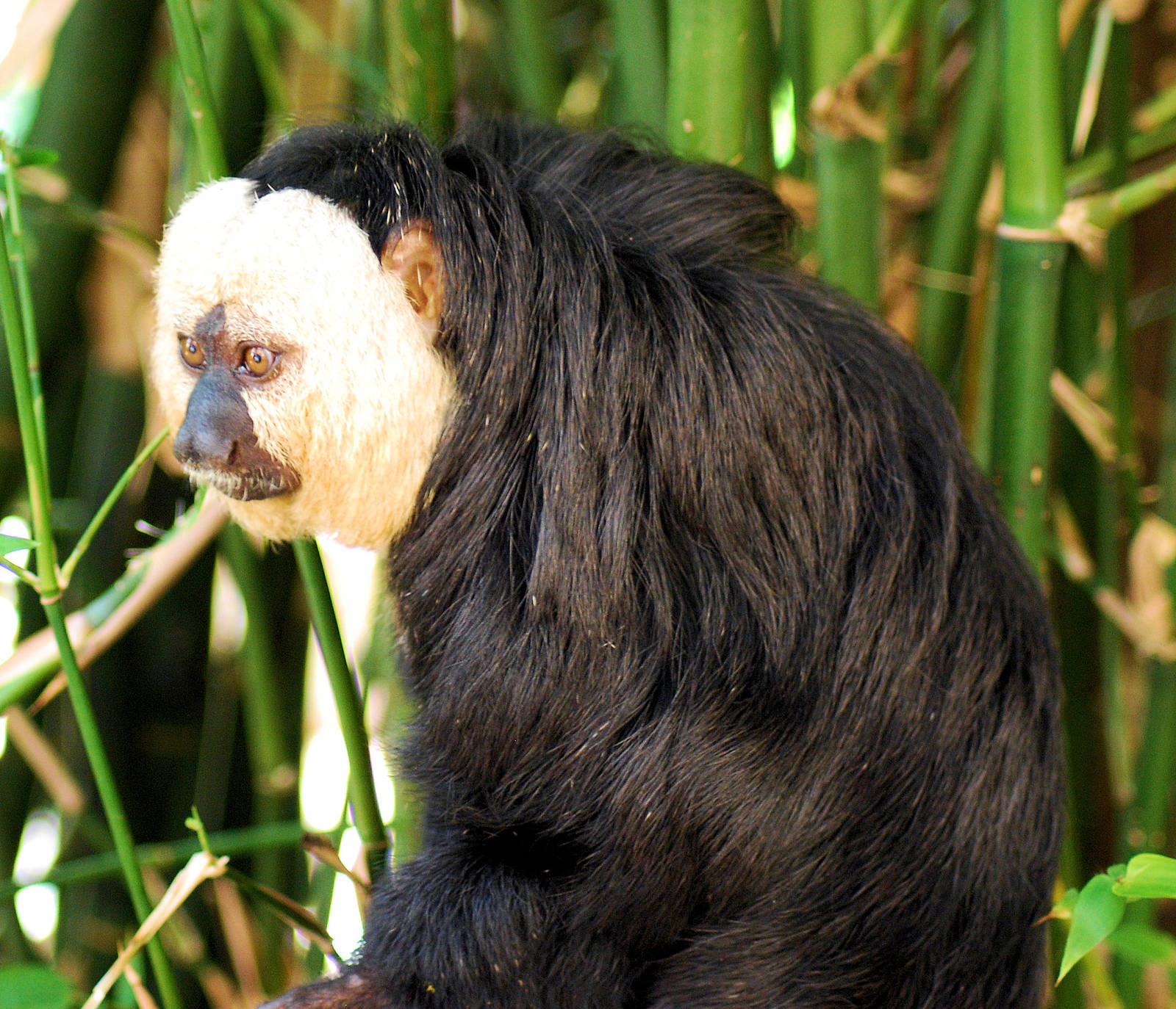 Saki White Faced Monkey