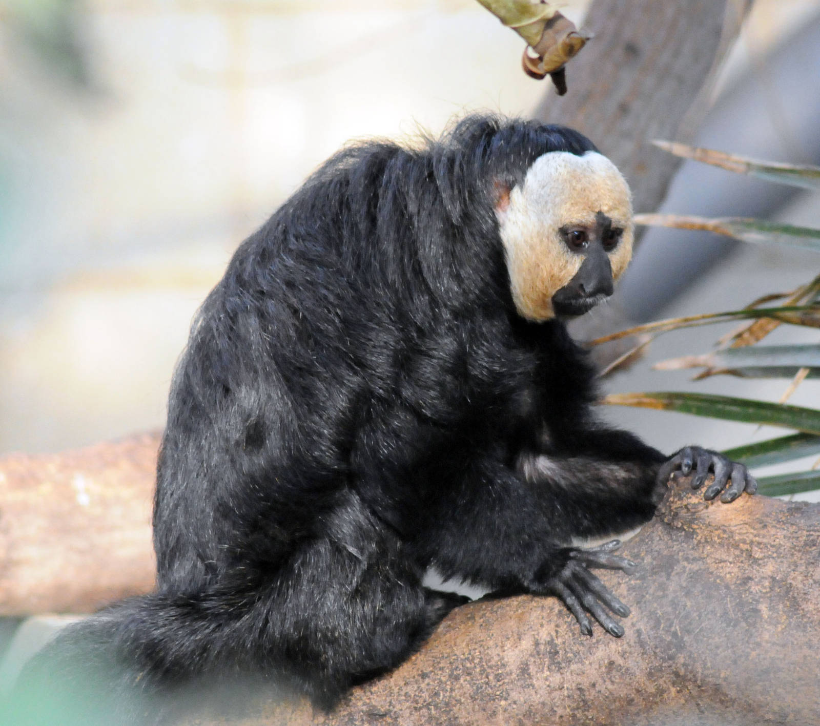 SAKI WHITE FACED MONKEY